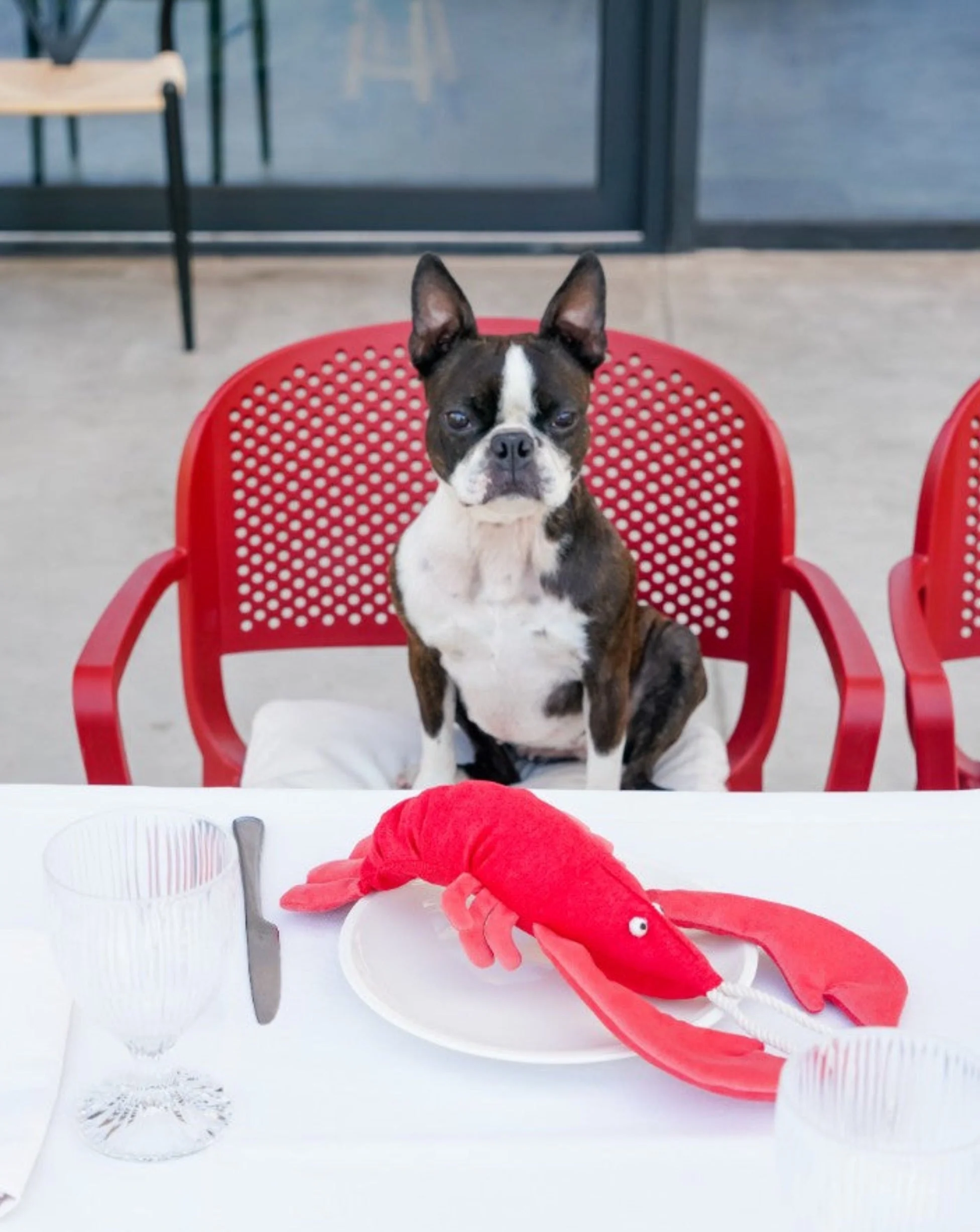 Pet Toy - Lobster Sebastian - Image 8