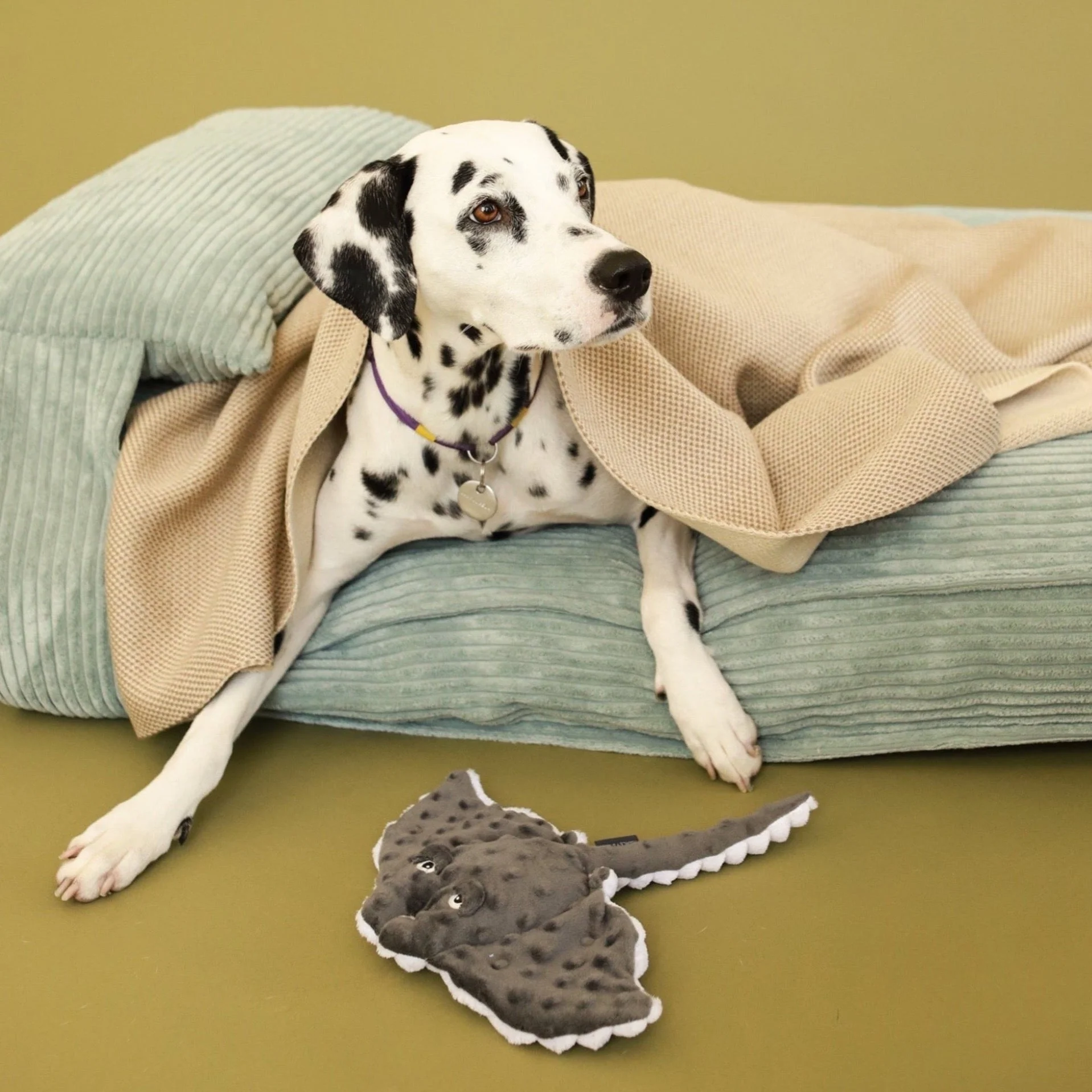 Pet Toy - Stingray - Image 6
