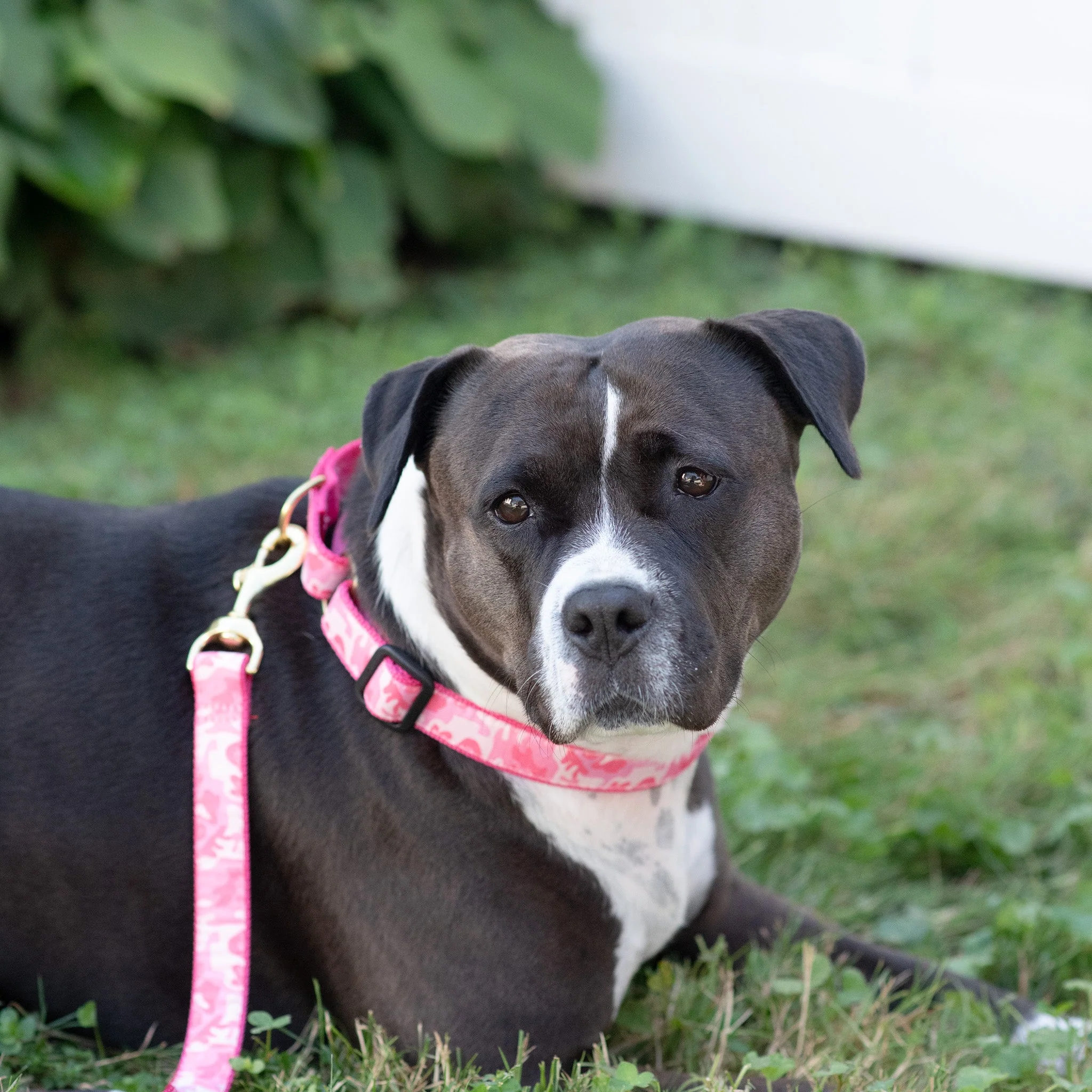 Up Country Pink Camo Cast Brass Martingale Collar - Image 2