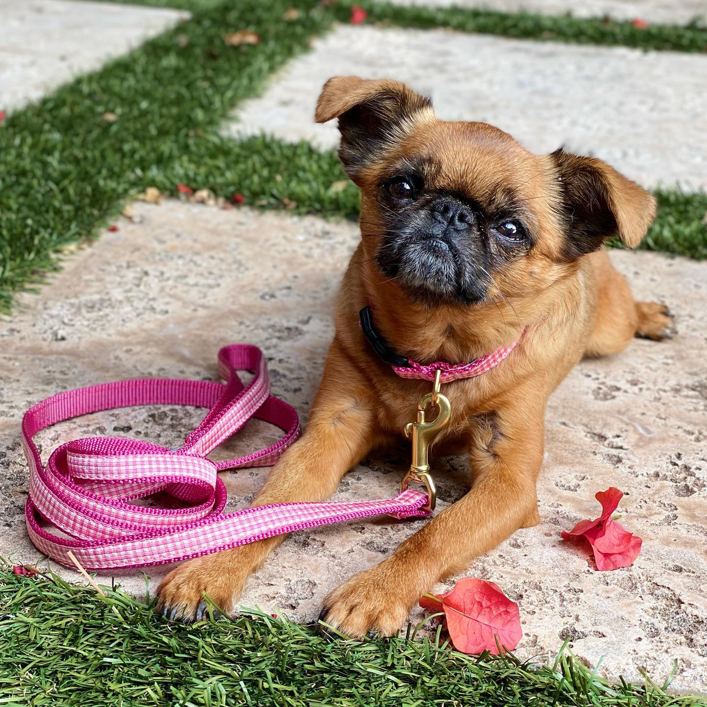 Up Country Pink Gingham Made in USA Dog Collar - Image 2