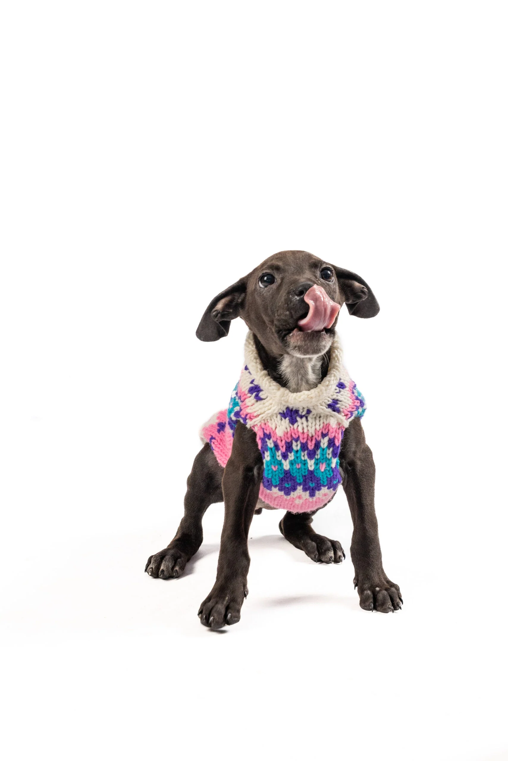 Pink Ski Bum Dog Sweater - Image 2