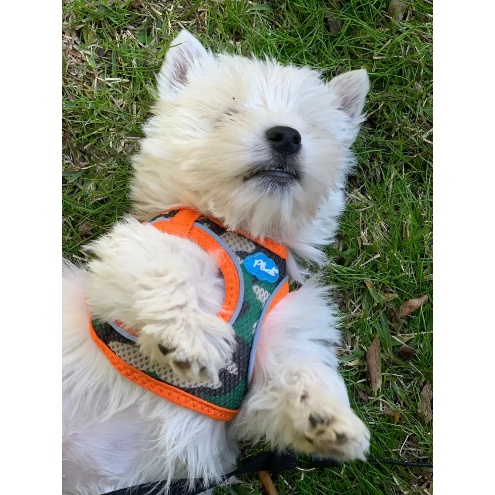 Step-In Dog Harness - Camo/Orange Air Mesh - Image 3