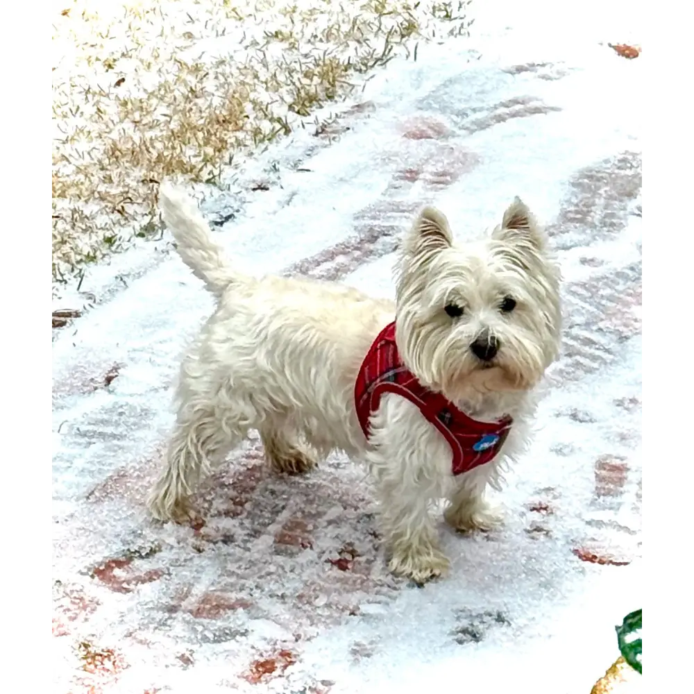 Step-In Dog Harness - Plaid Red Plaid - Image 2