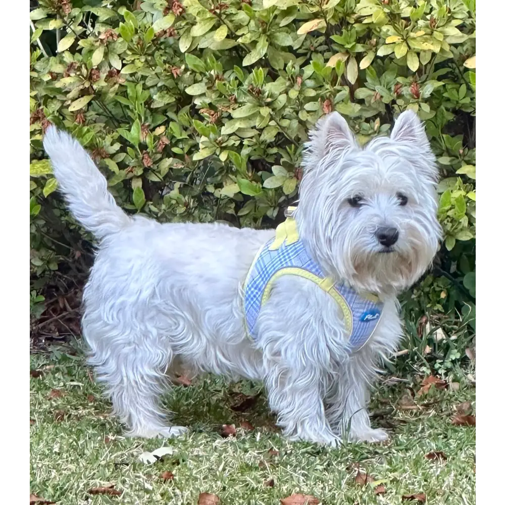 Step-In Dog Harness - Spring Plaid Plaid - Image 2
