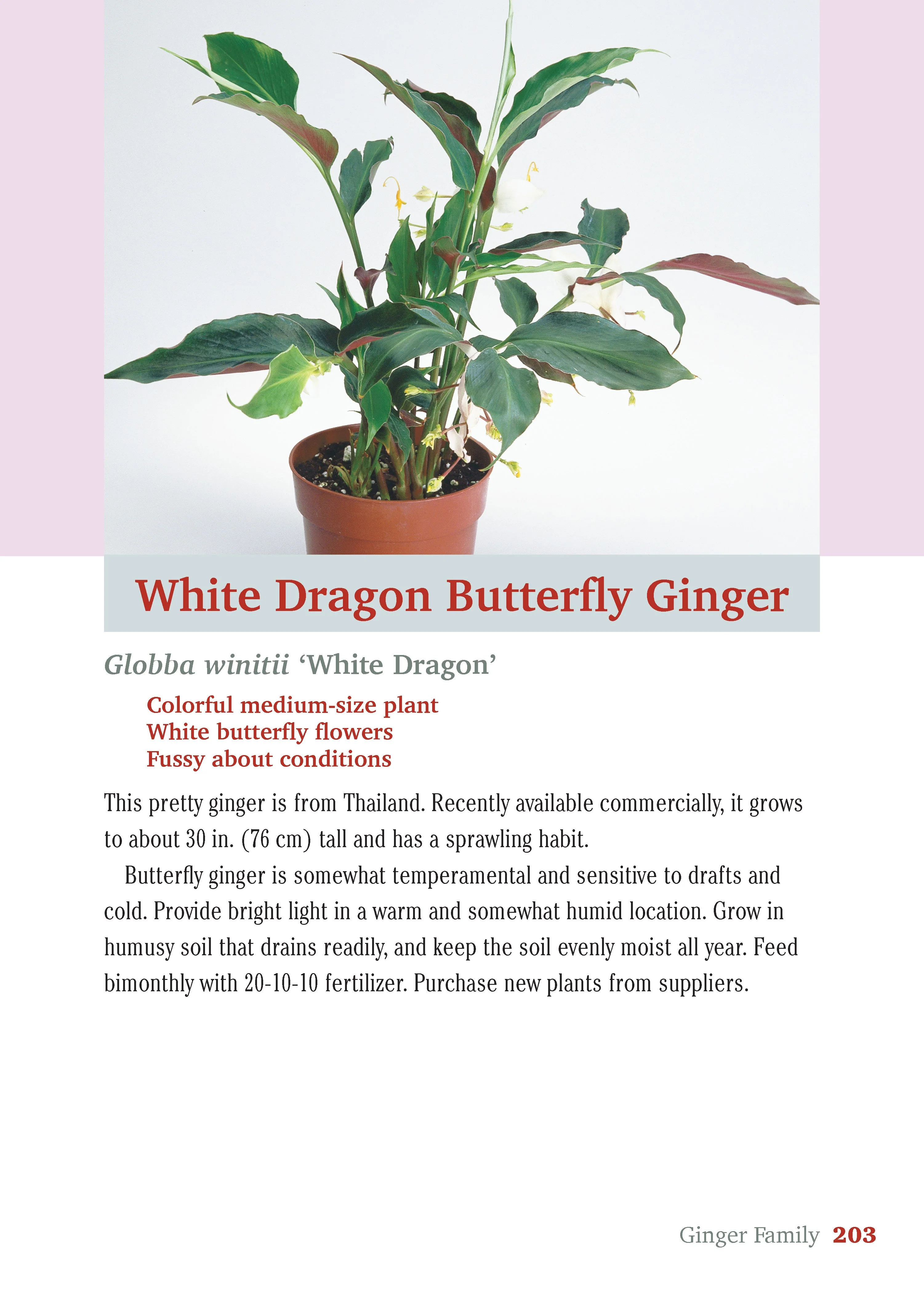 Pocket Guide to Houseplants - Image 17