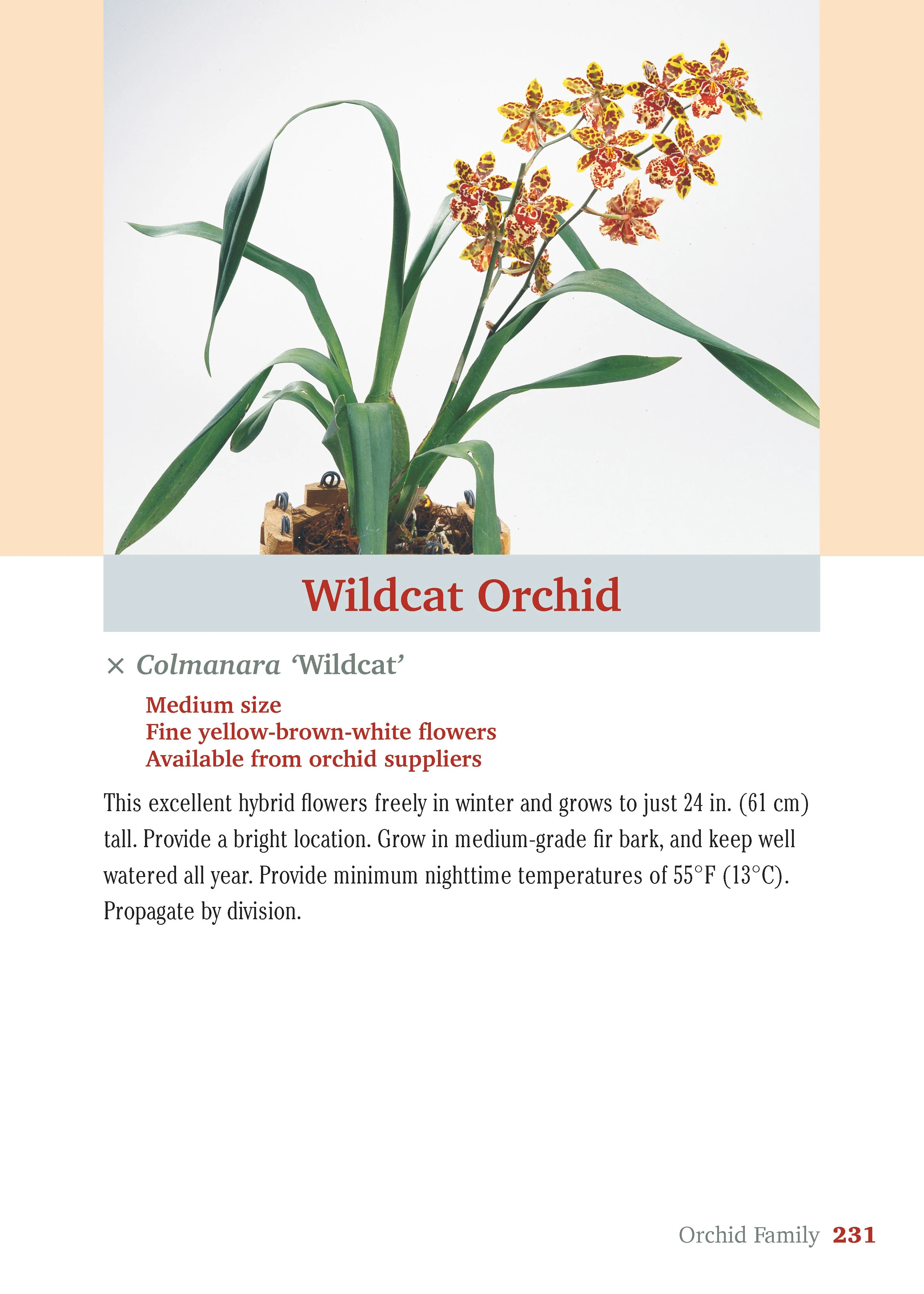 Pocket Guide to Houseplants - Image 18