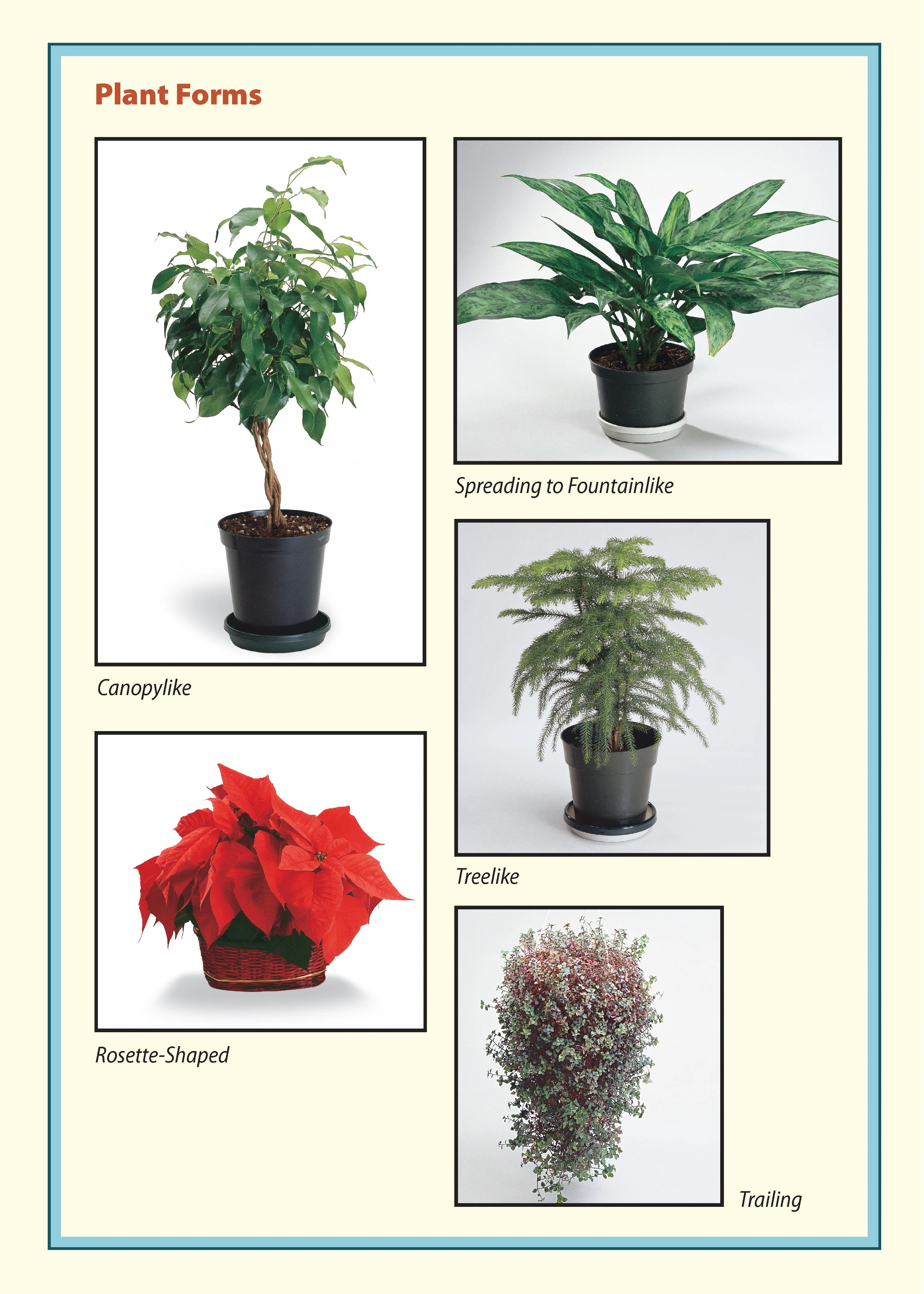 Pocket Guide to Houseplants - Image 19