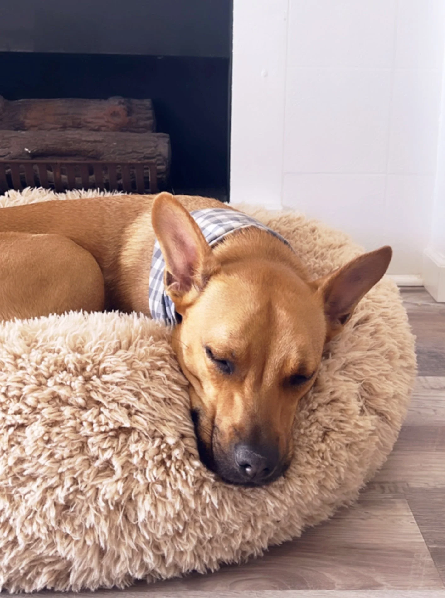 POD DOG BED - Image 10