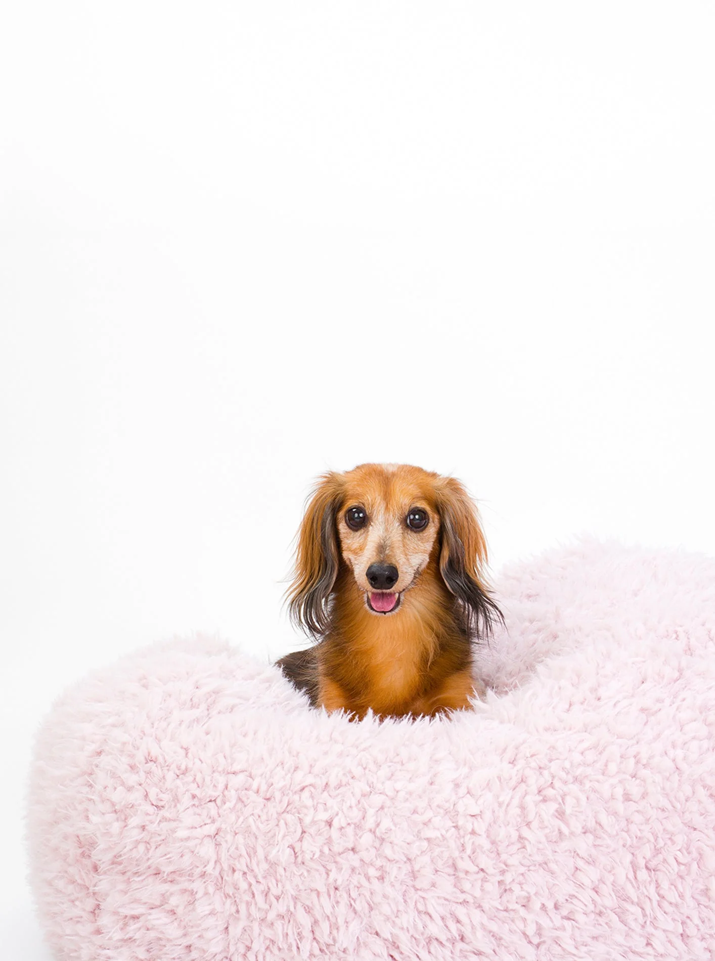 POD DOG BED - Image 11