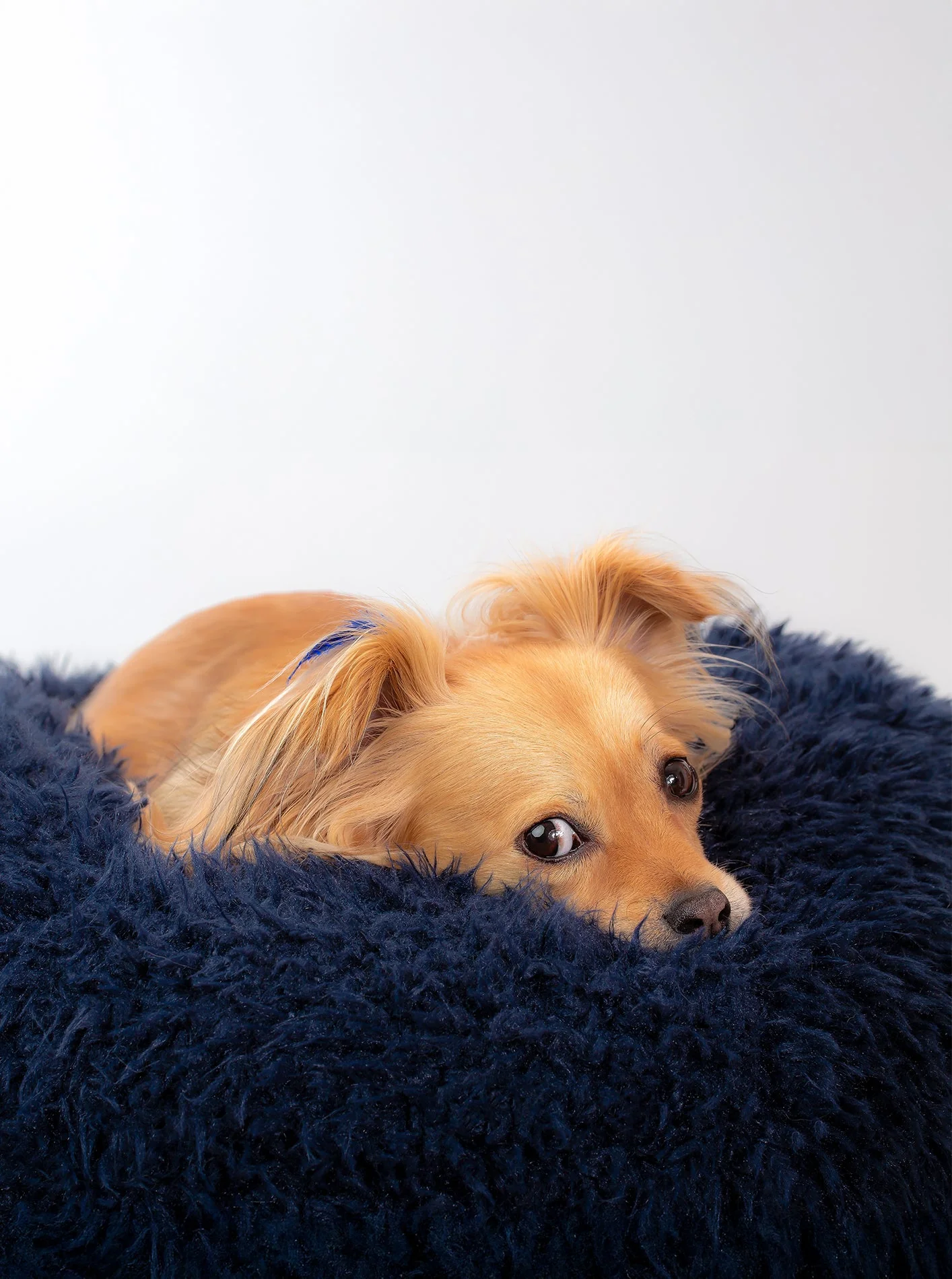 POD DOG BED - Image 14