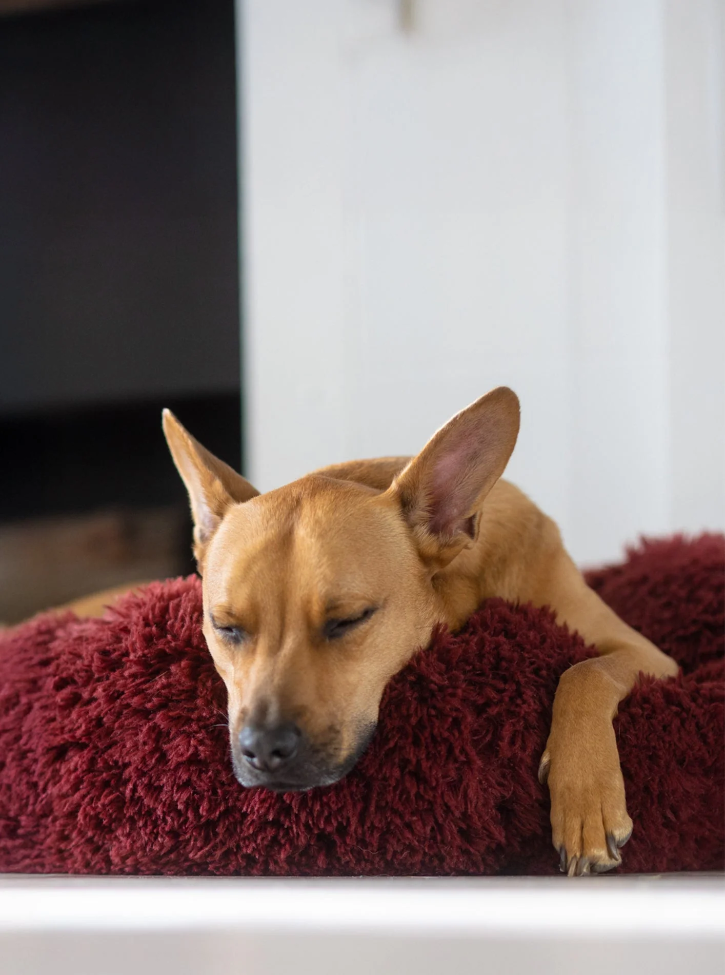 POD DOG BED - Image 16