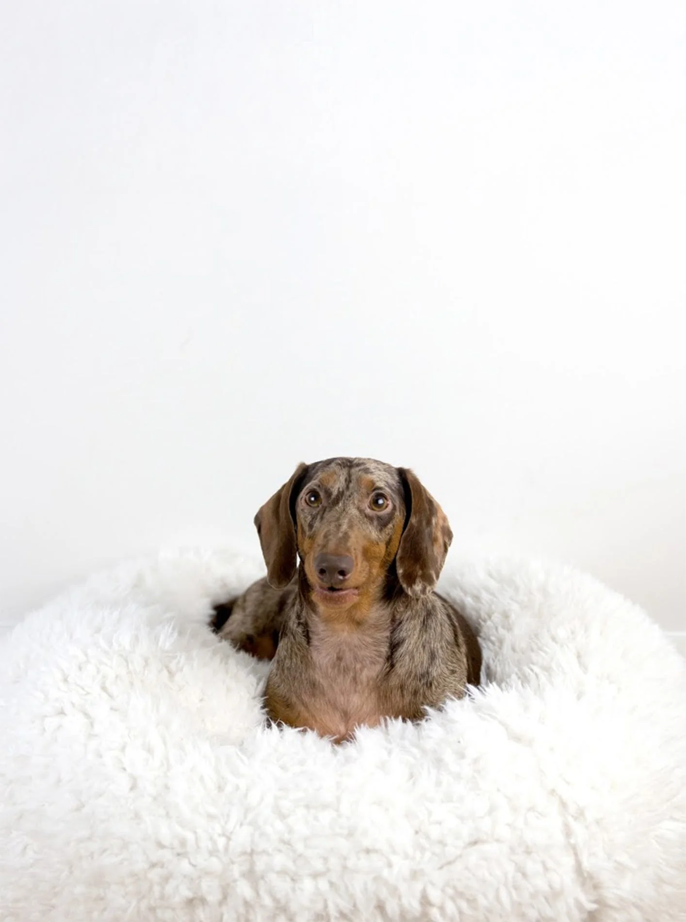 POD DOG BED - Image 5