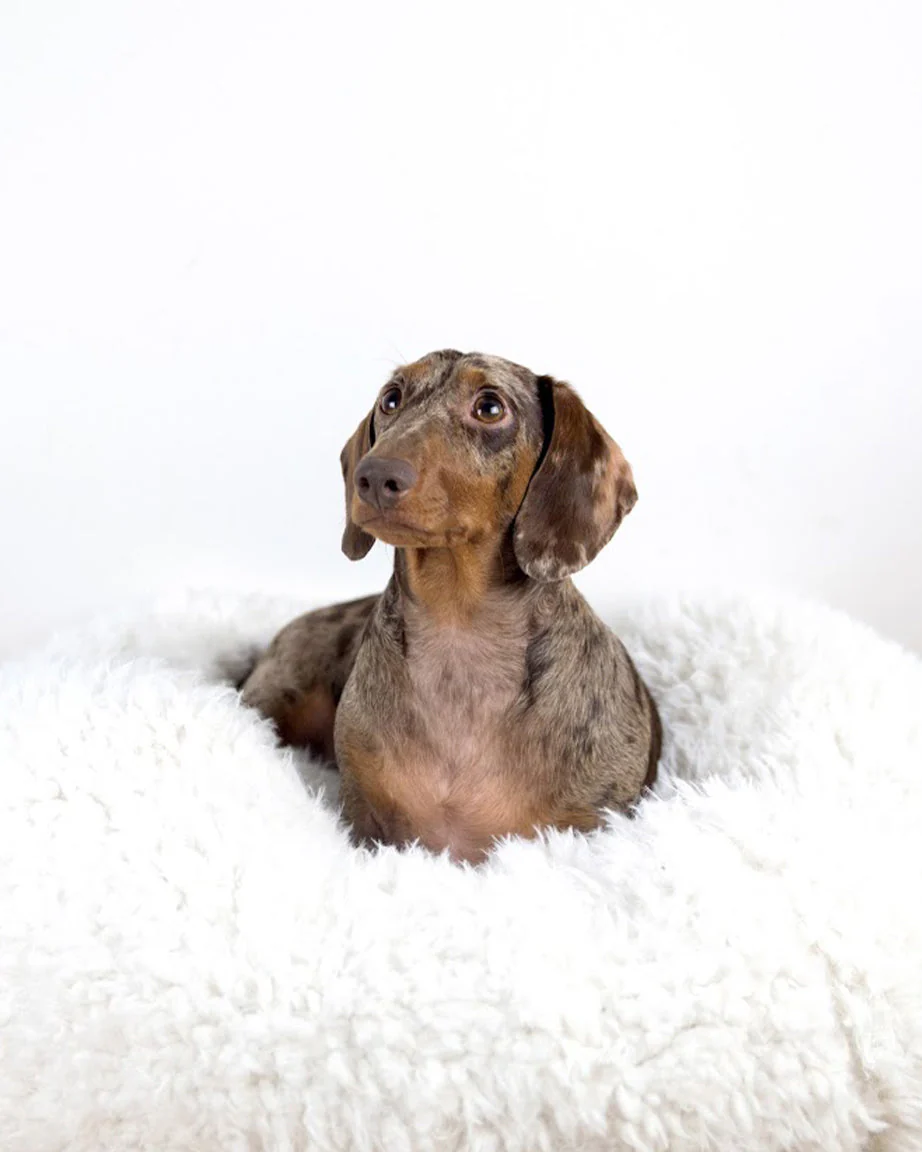 POD DOG BED - Image 6