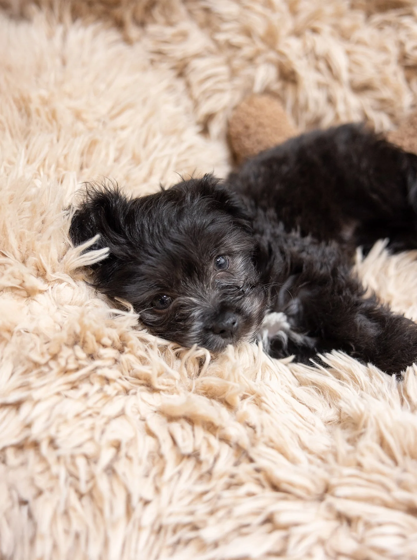 POD DOG BED - Image 9