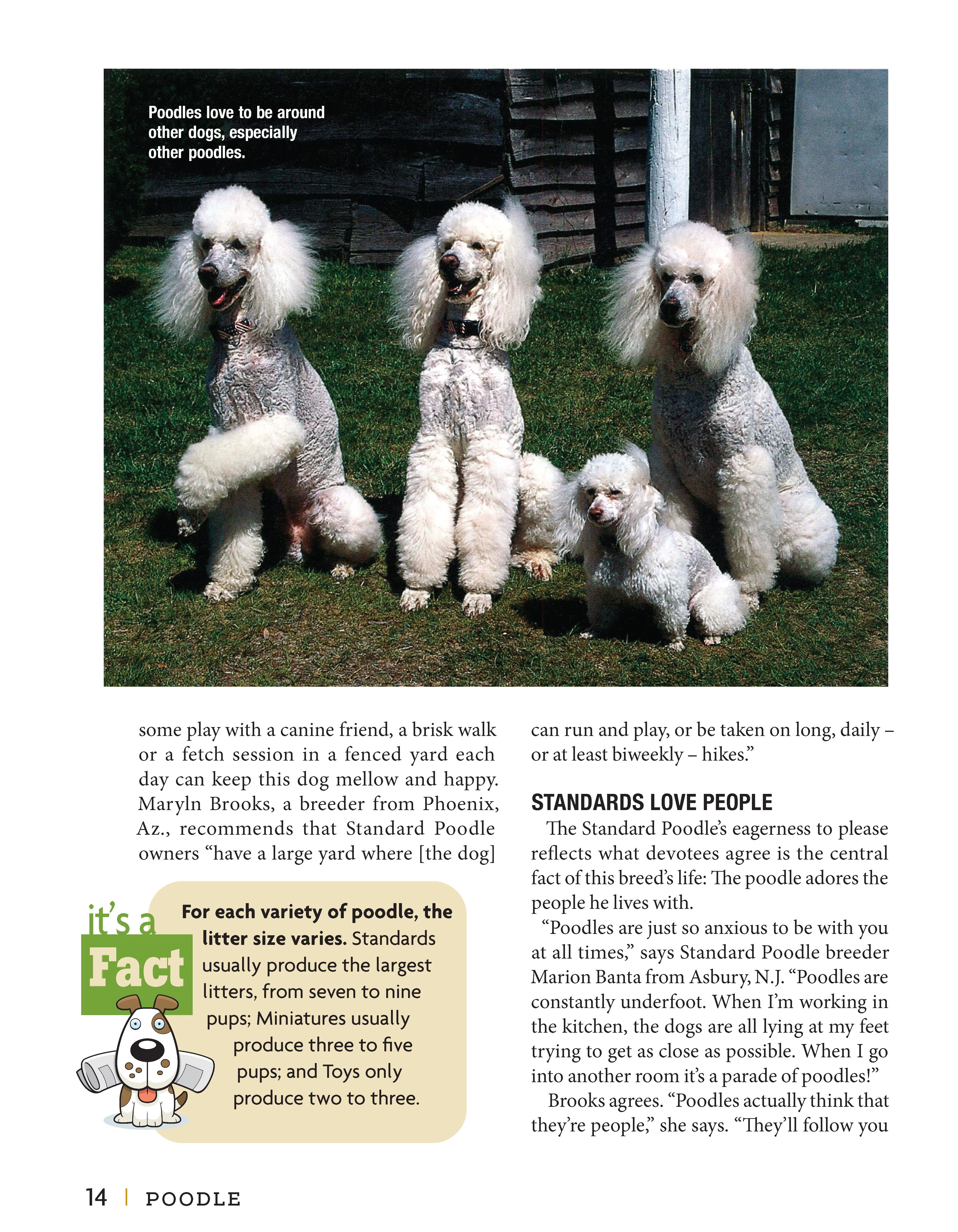 Poodle - Image 2