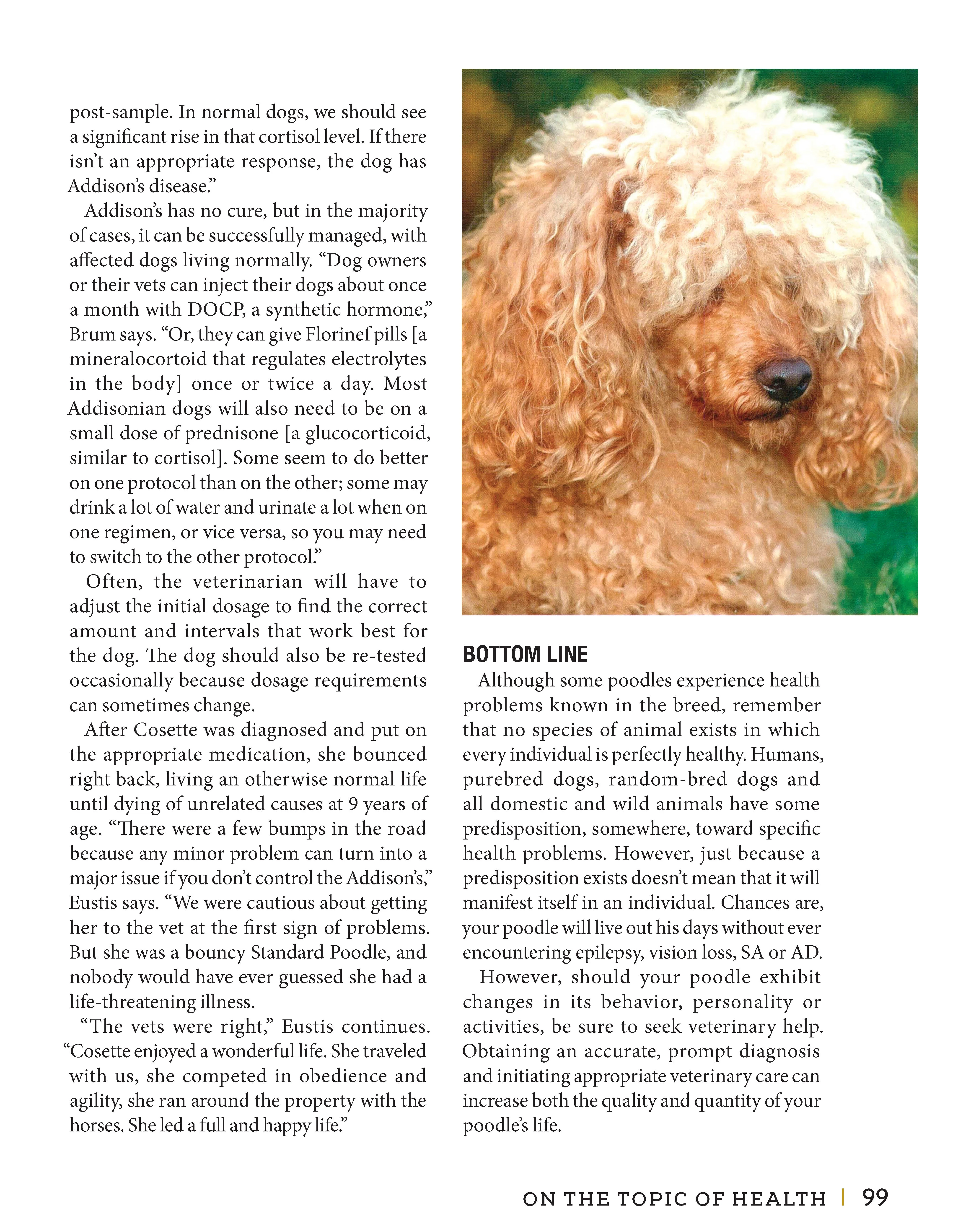 Poodle - Image 3
