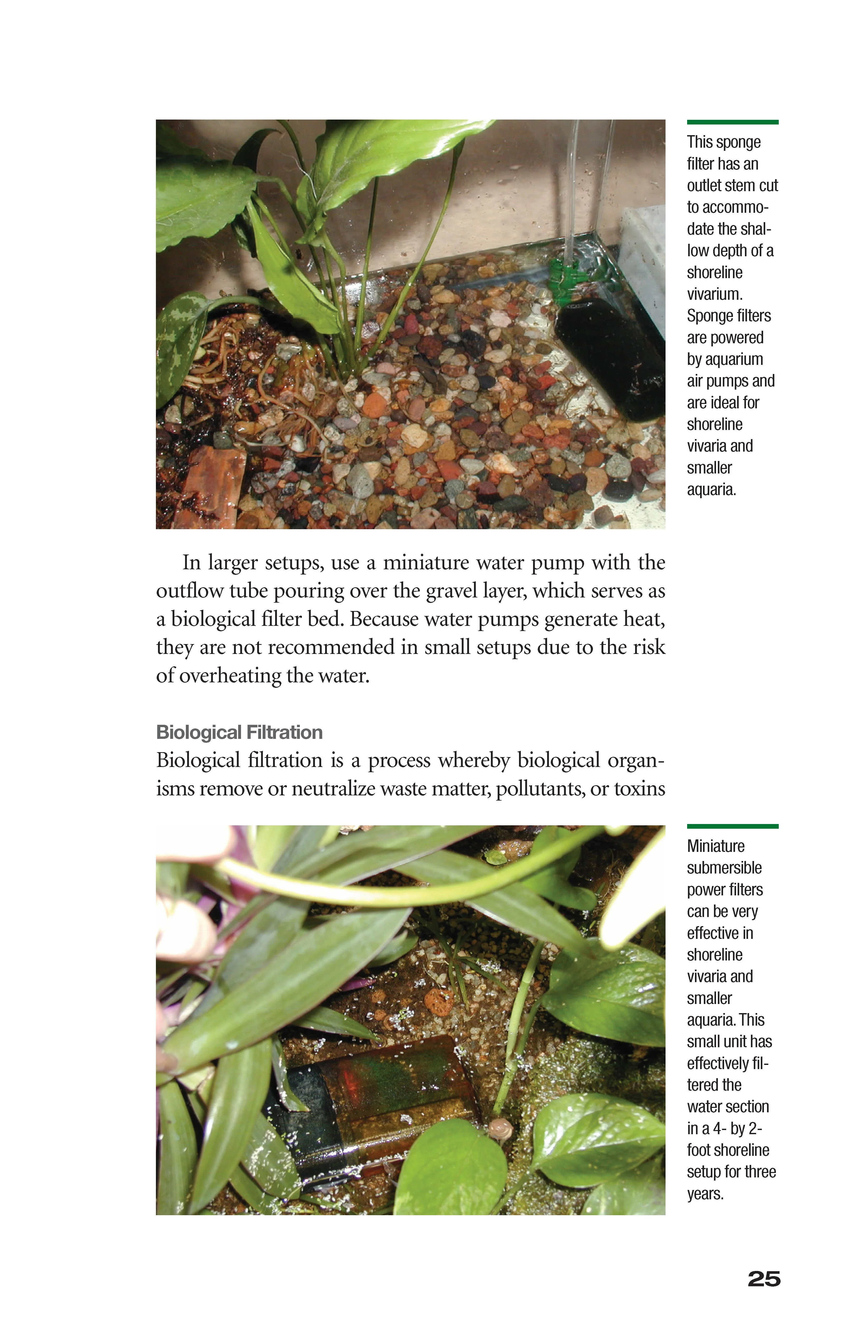 Popular Amphibians - Image 3