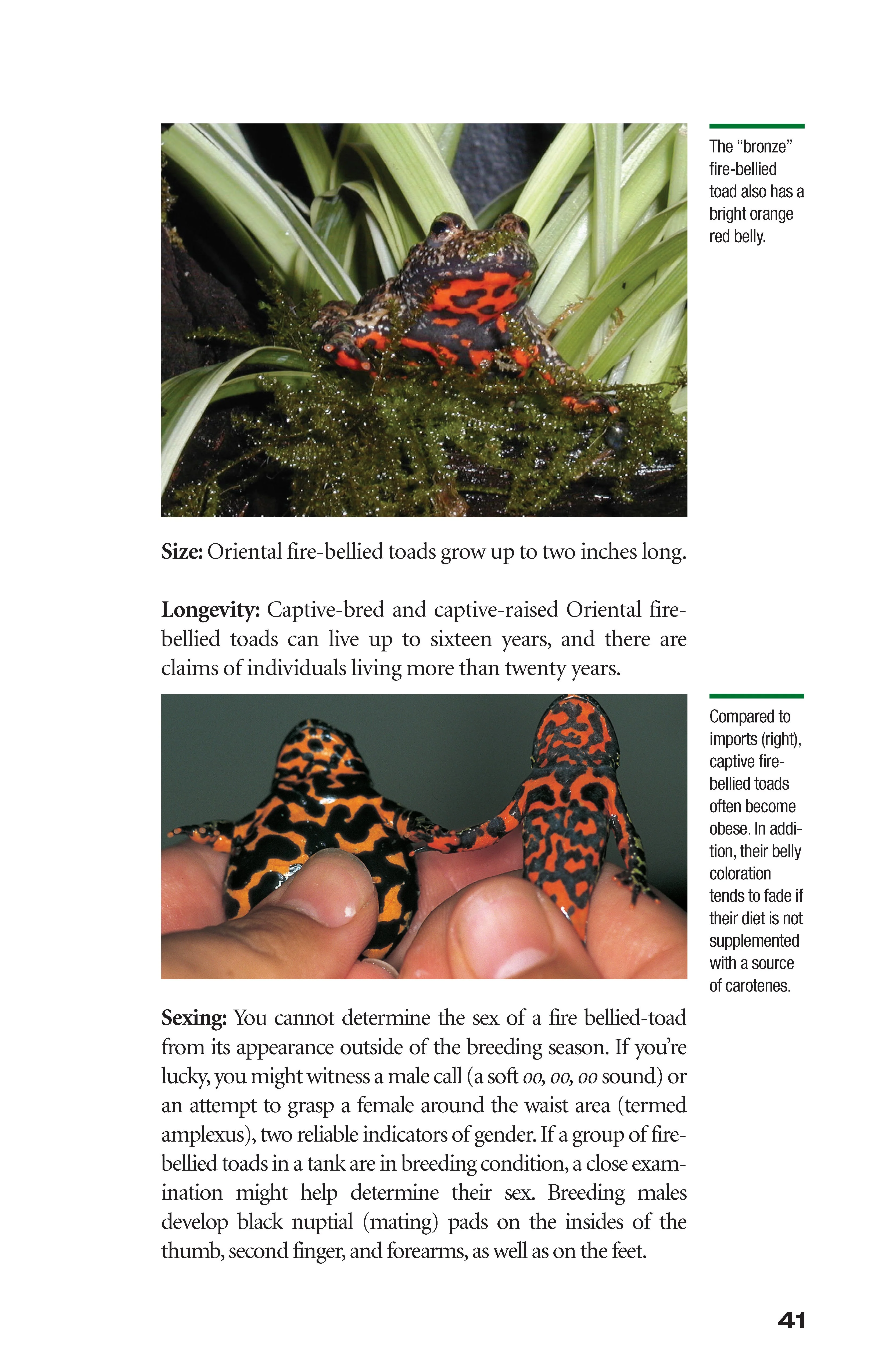 Popular Amphibians - Image 5