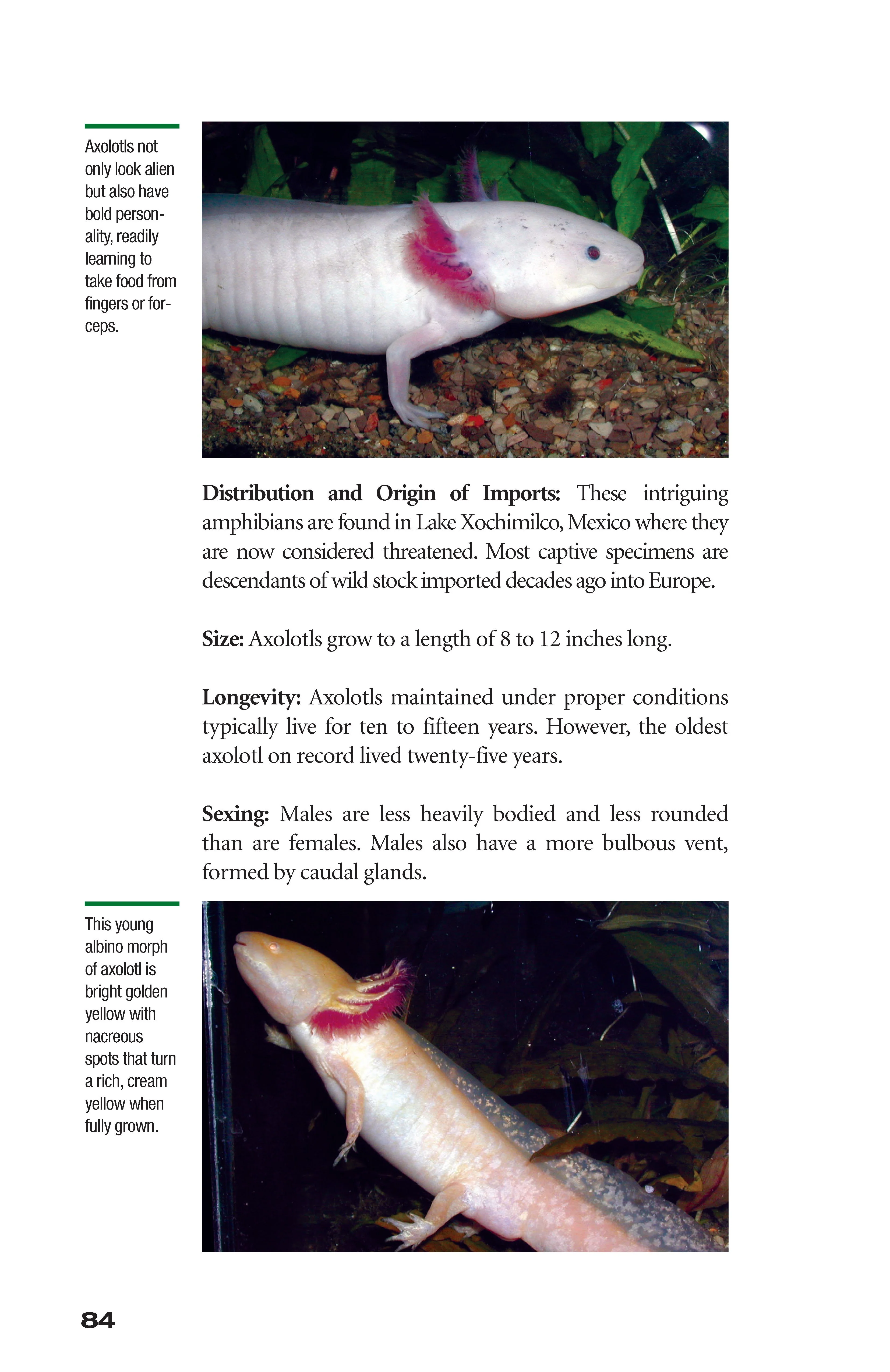 Popular Amphibians - Image 6