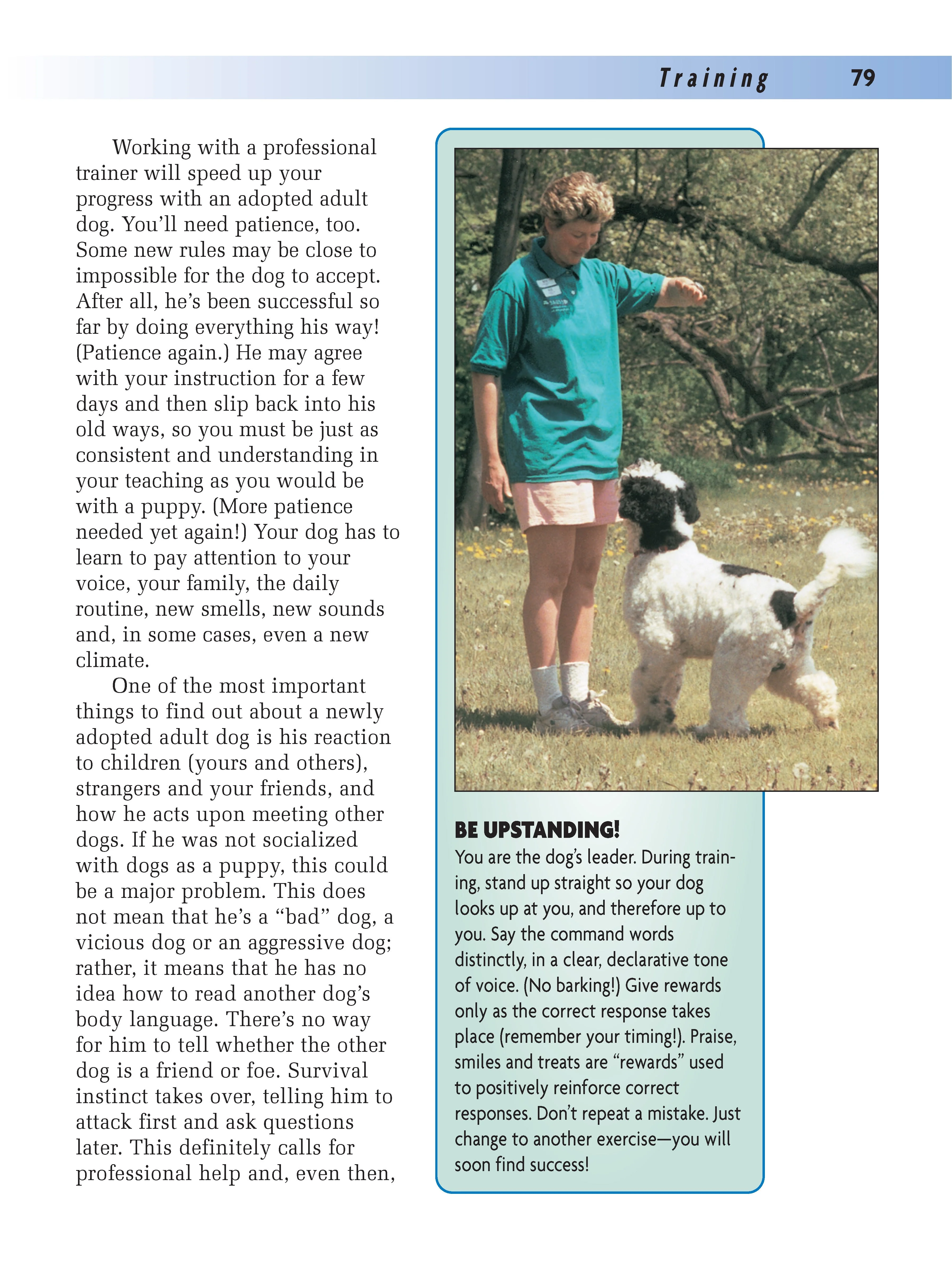 Portuguese Water Dog - Image 4
