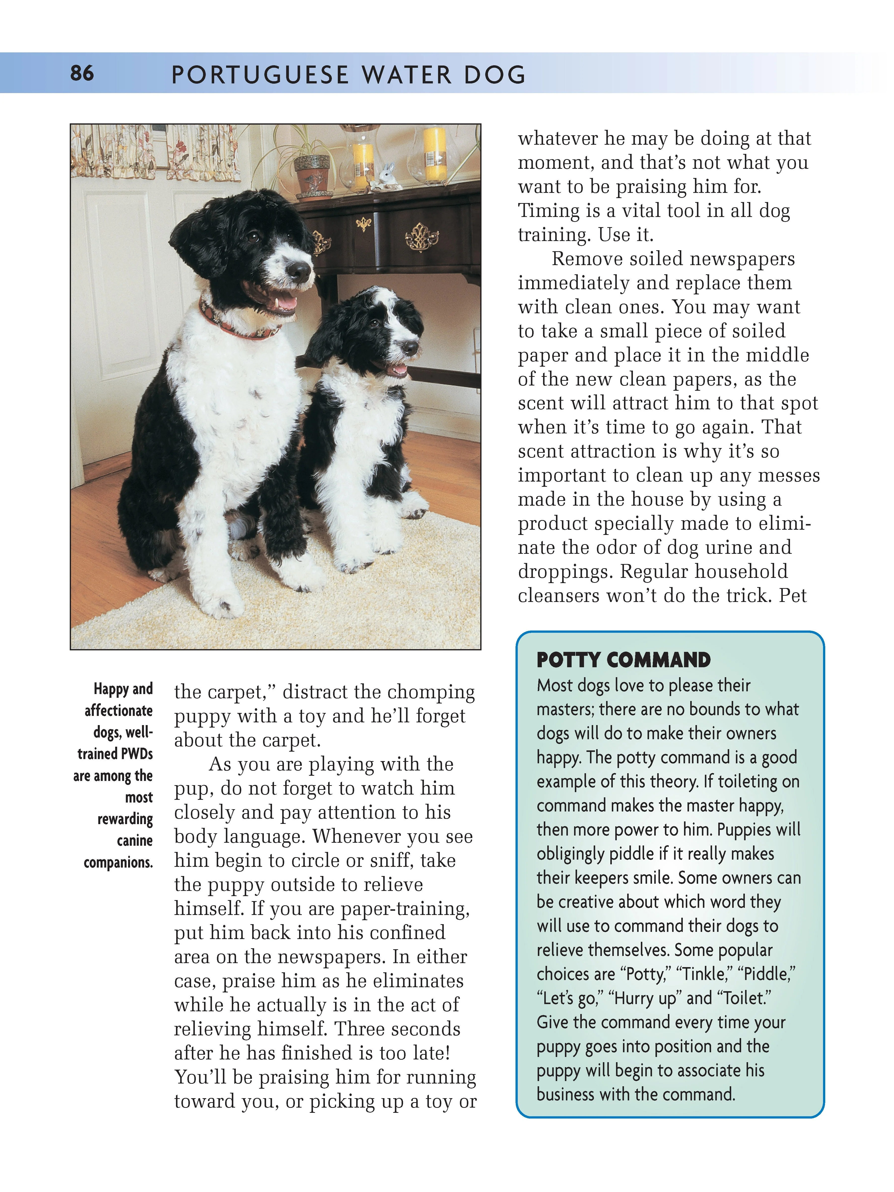 Portuguese Water Dog - Image 5