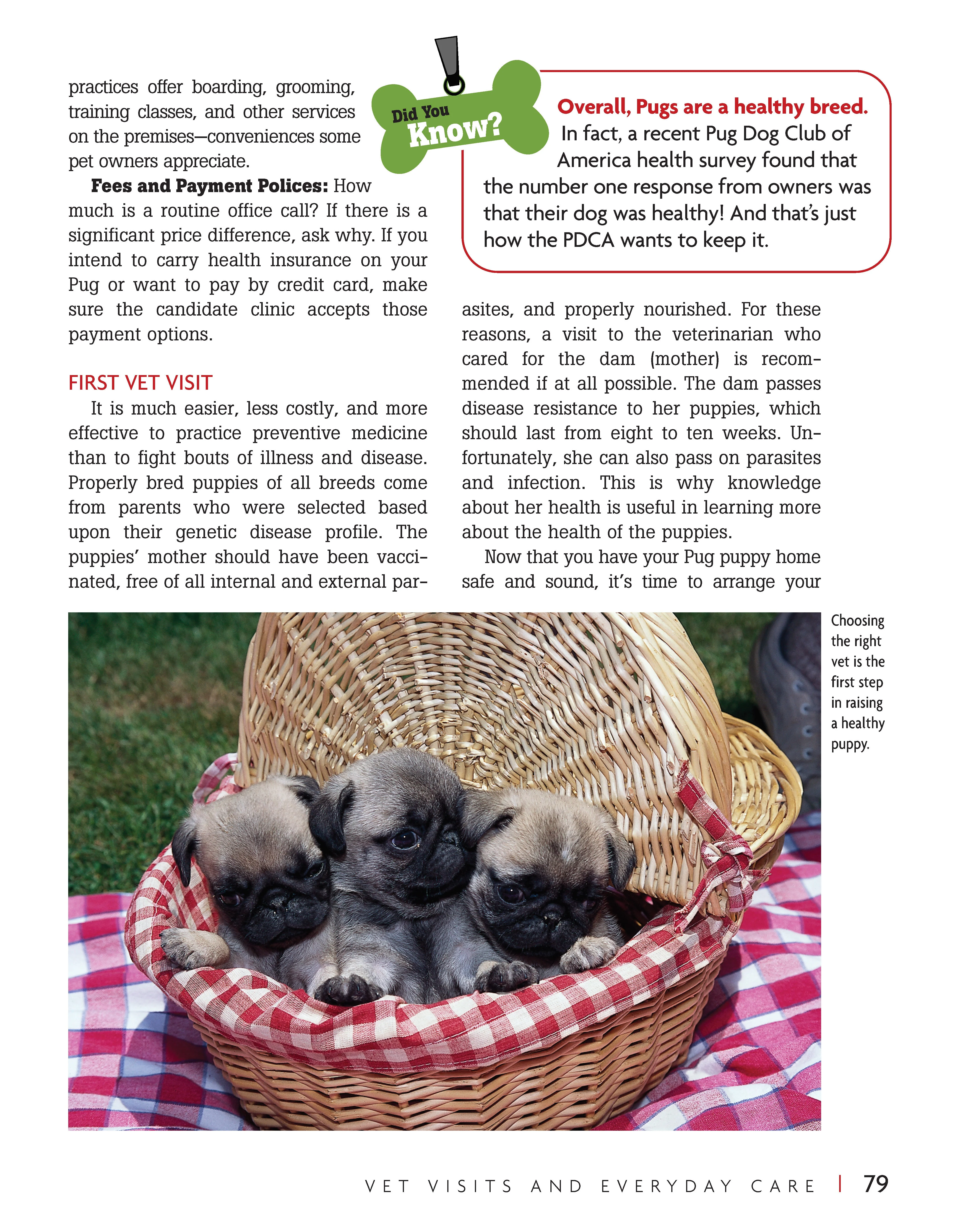 Pug - Image 4