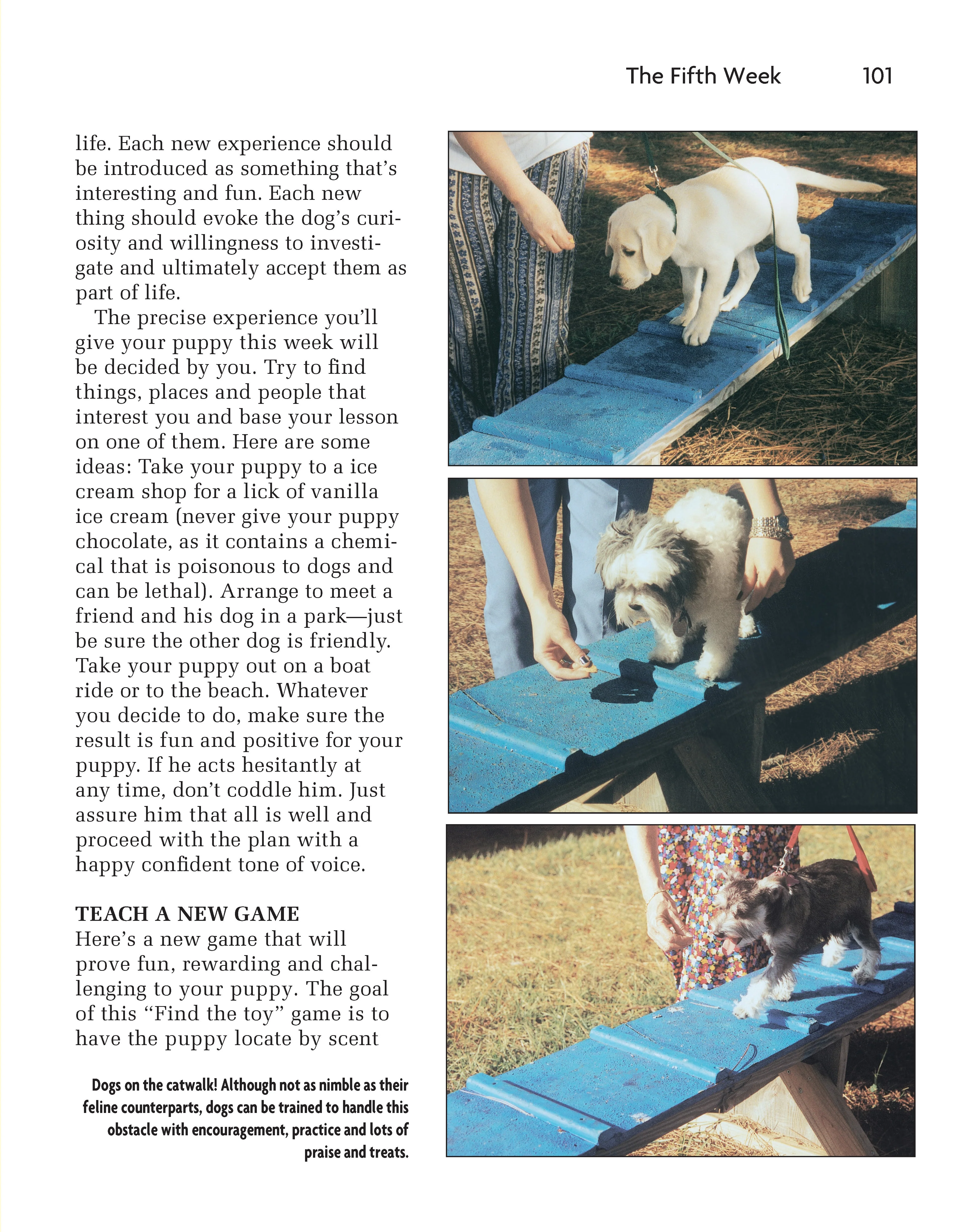 Puppy Training - Image 5