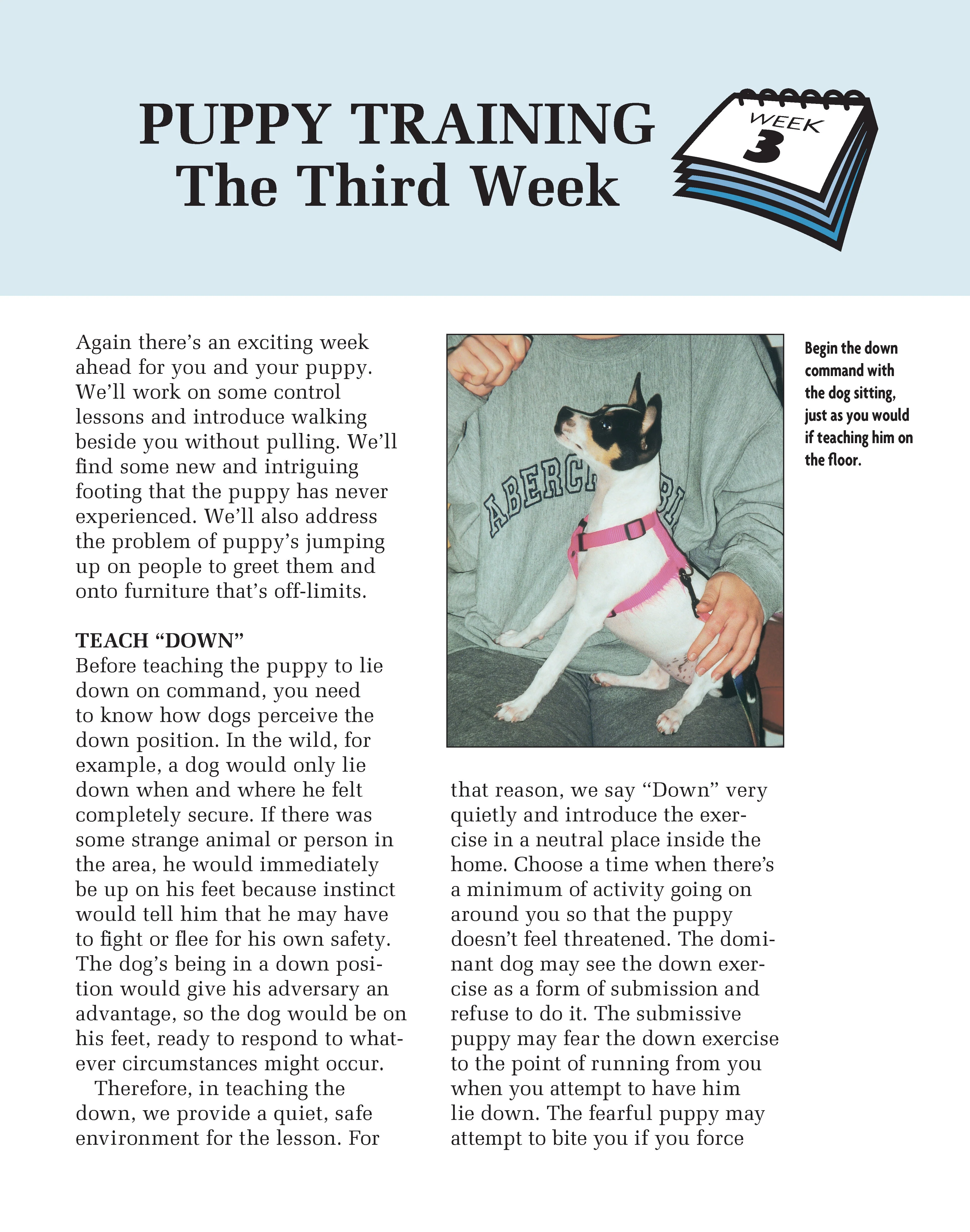 Puppy Training - Image 7