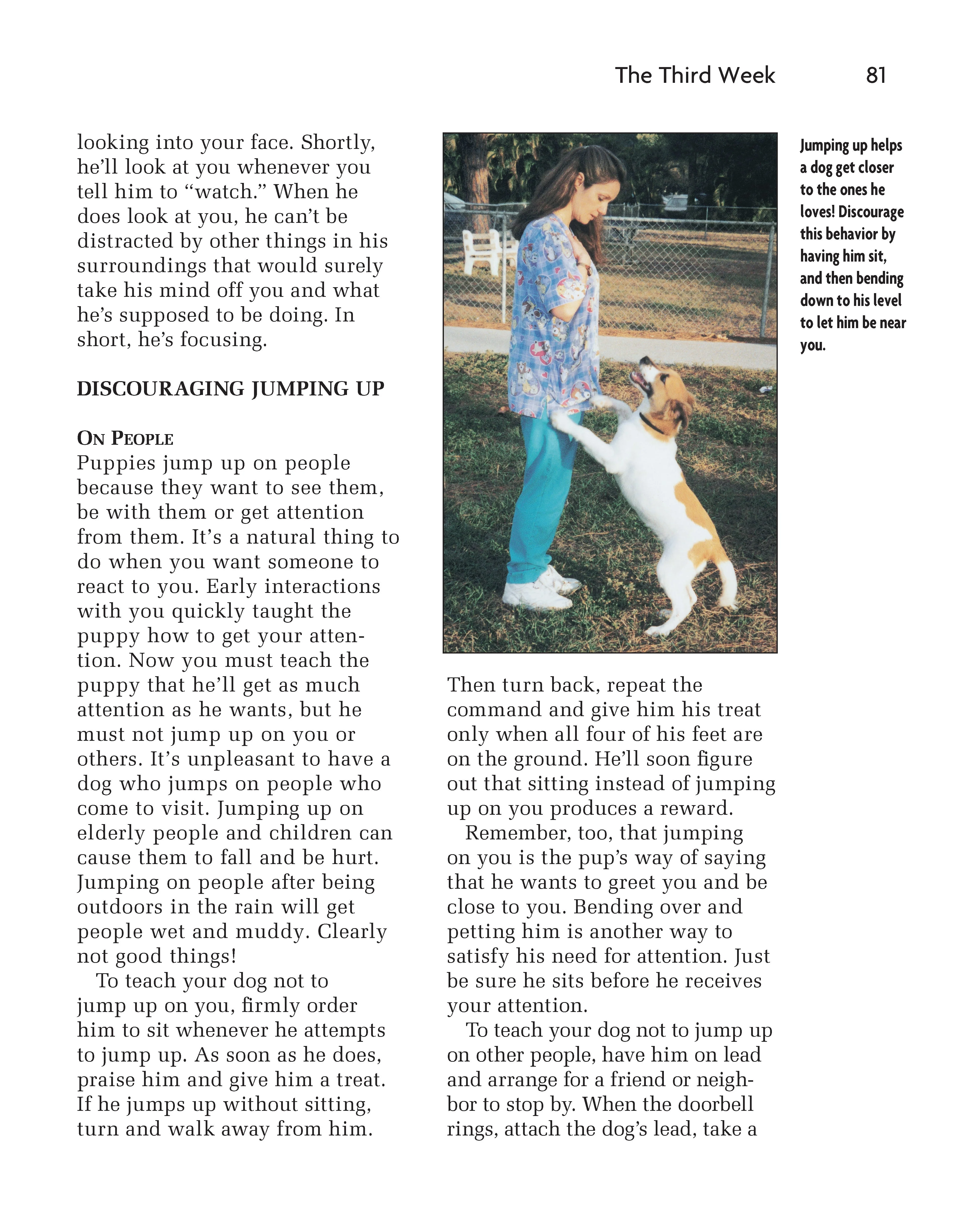 Puppy Training - Image 8