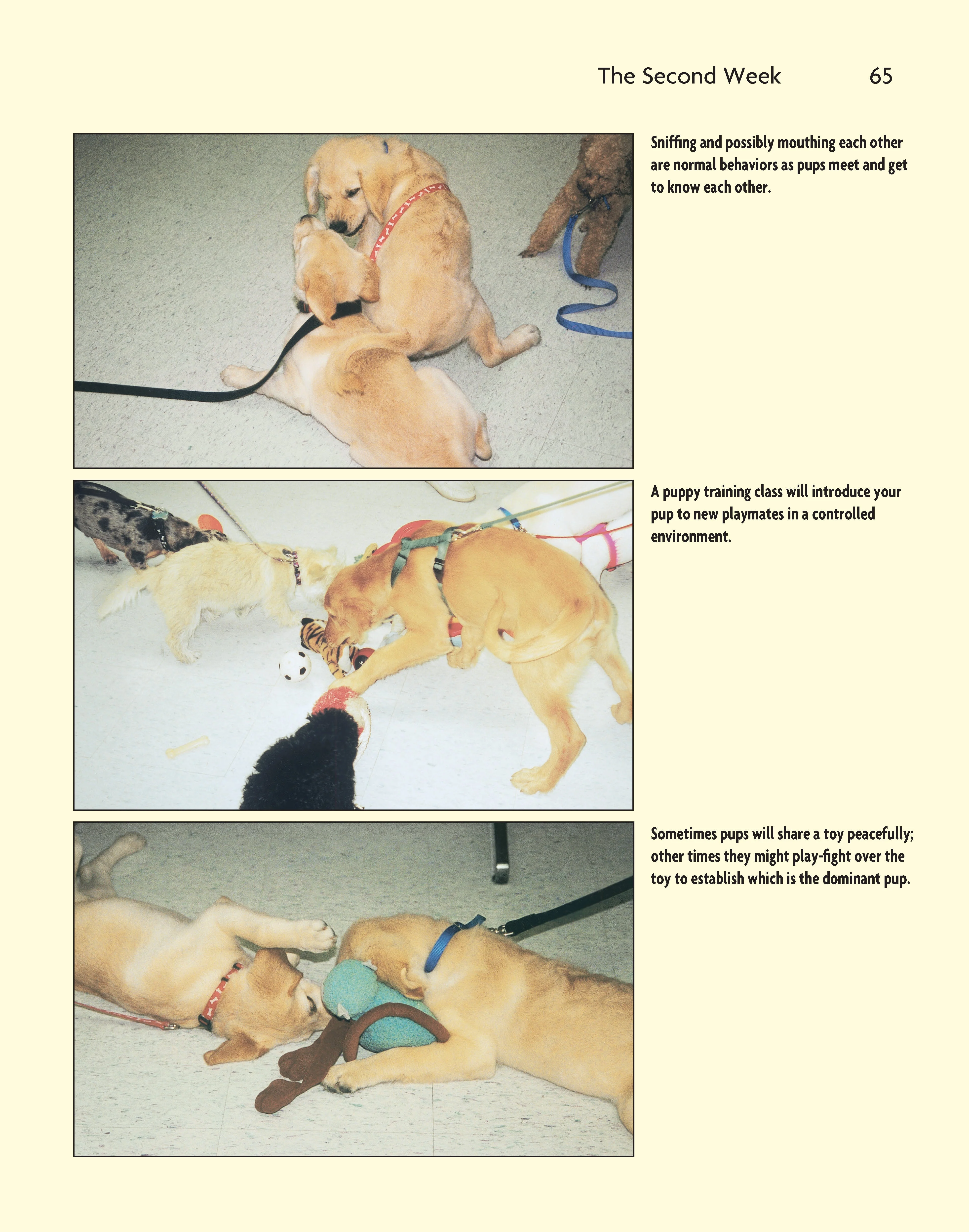 Puppy Training - Image 9