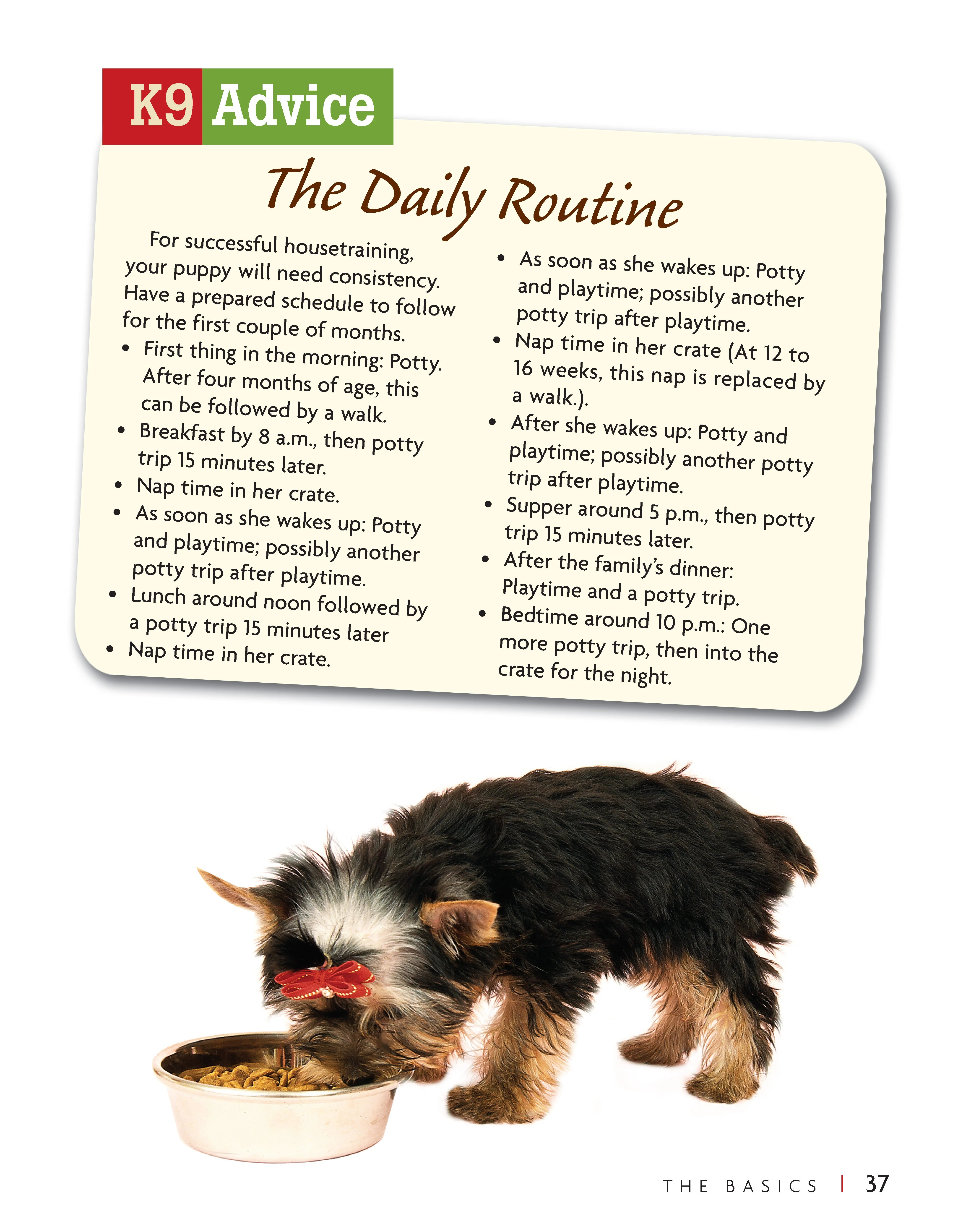 Puppy Training (SC) - Image 2