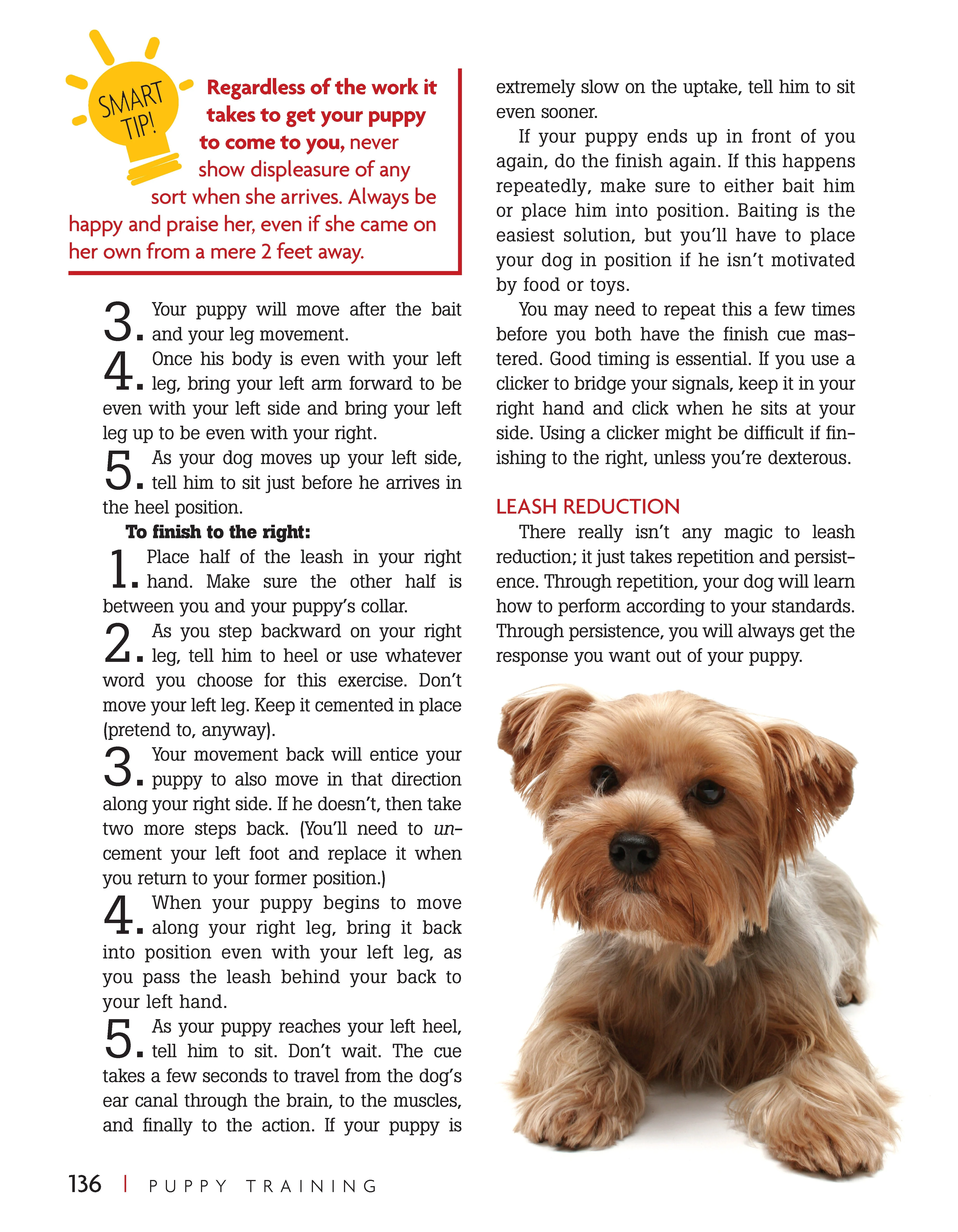 Puppy Training (SC) - Image 3