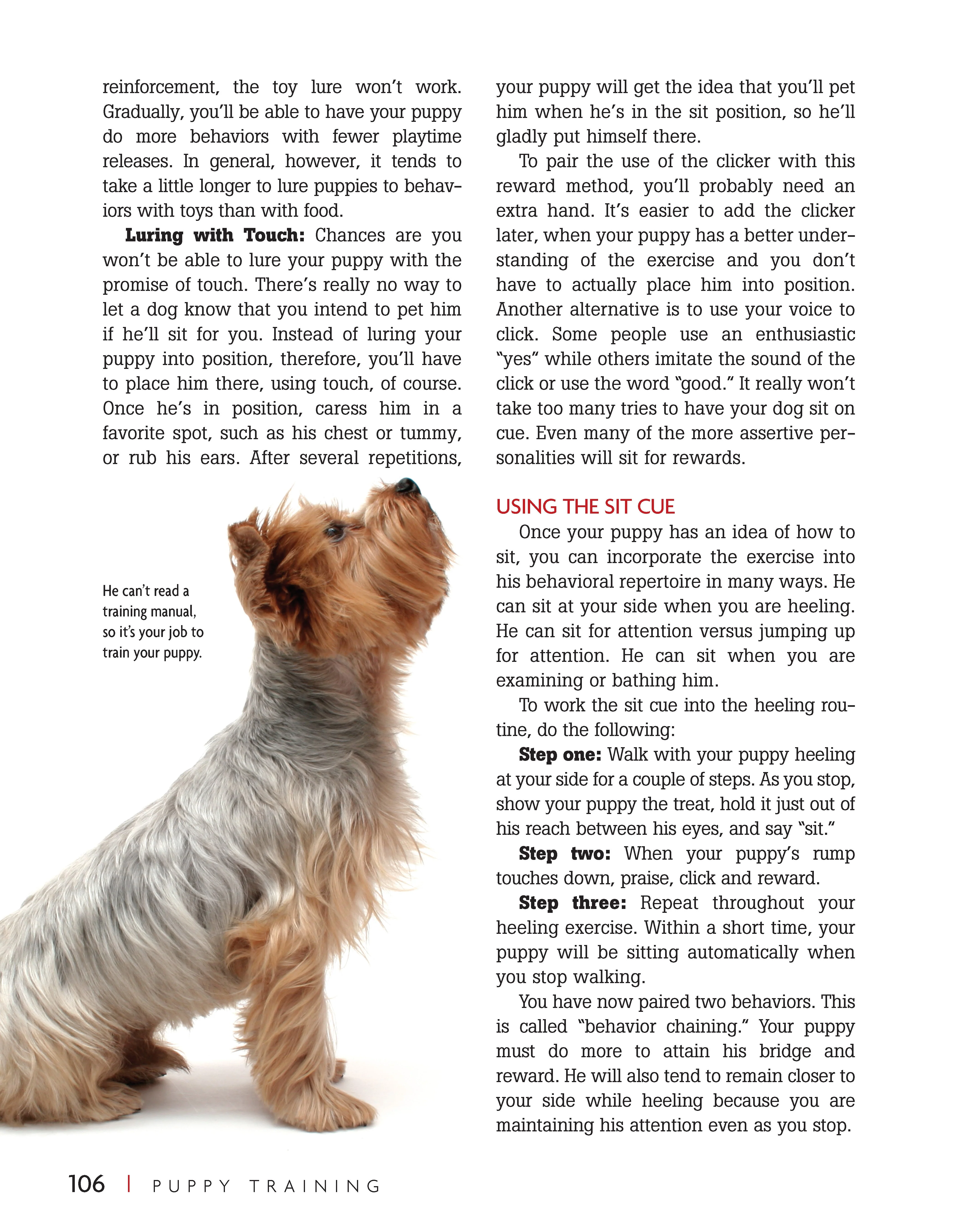 Puppy Training (SC) - Image 5
