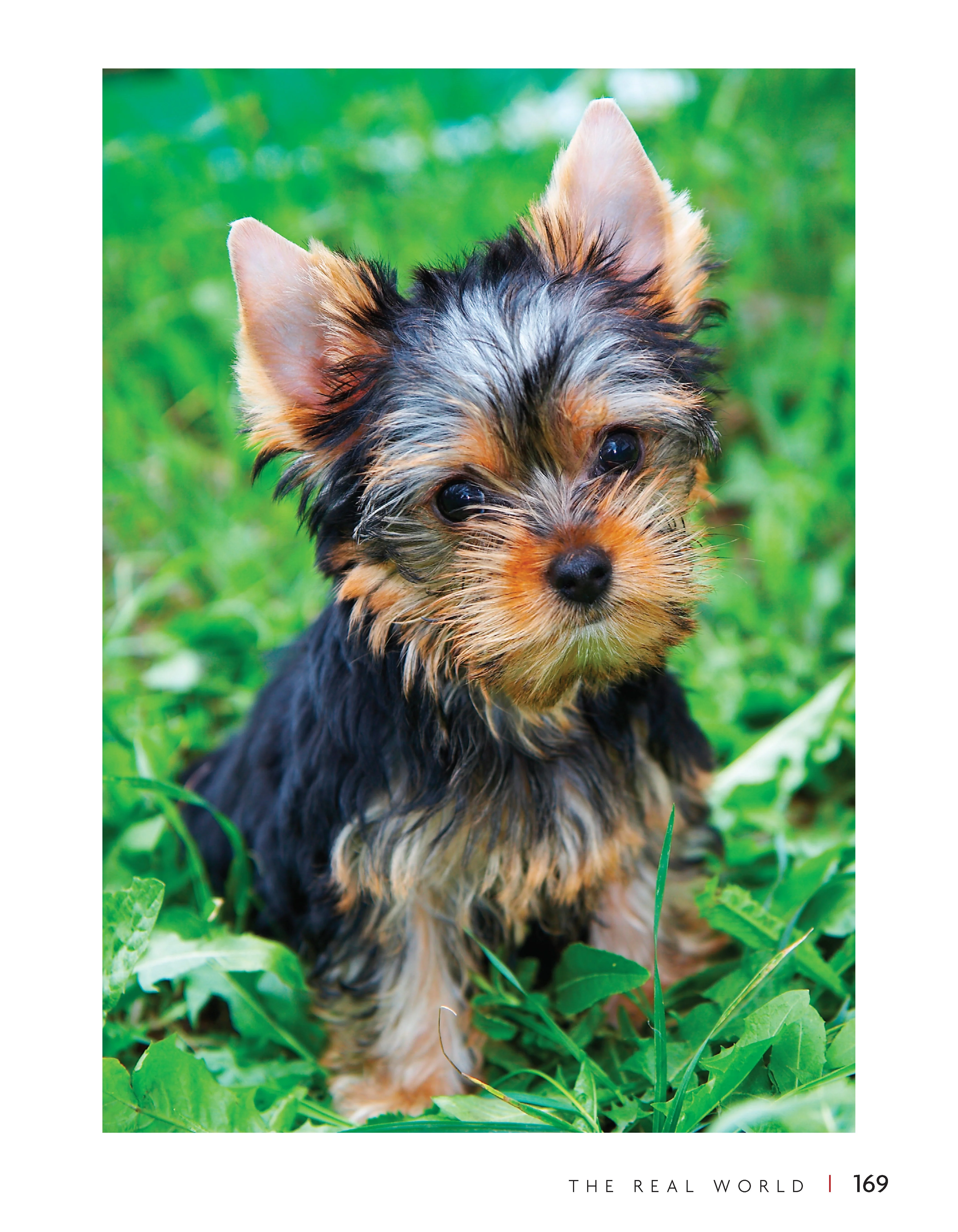 Puppy Training (SC) - Image 6