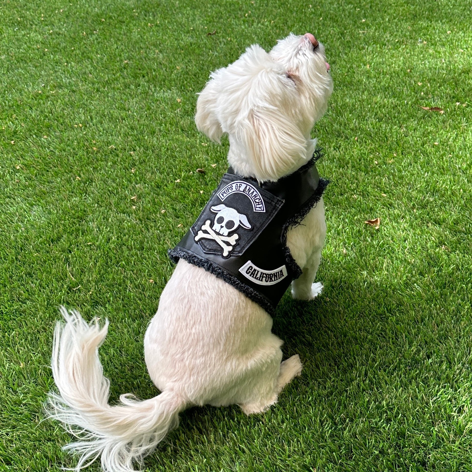 Pups of Anarchy - Faux Leather Harness - Image 3