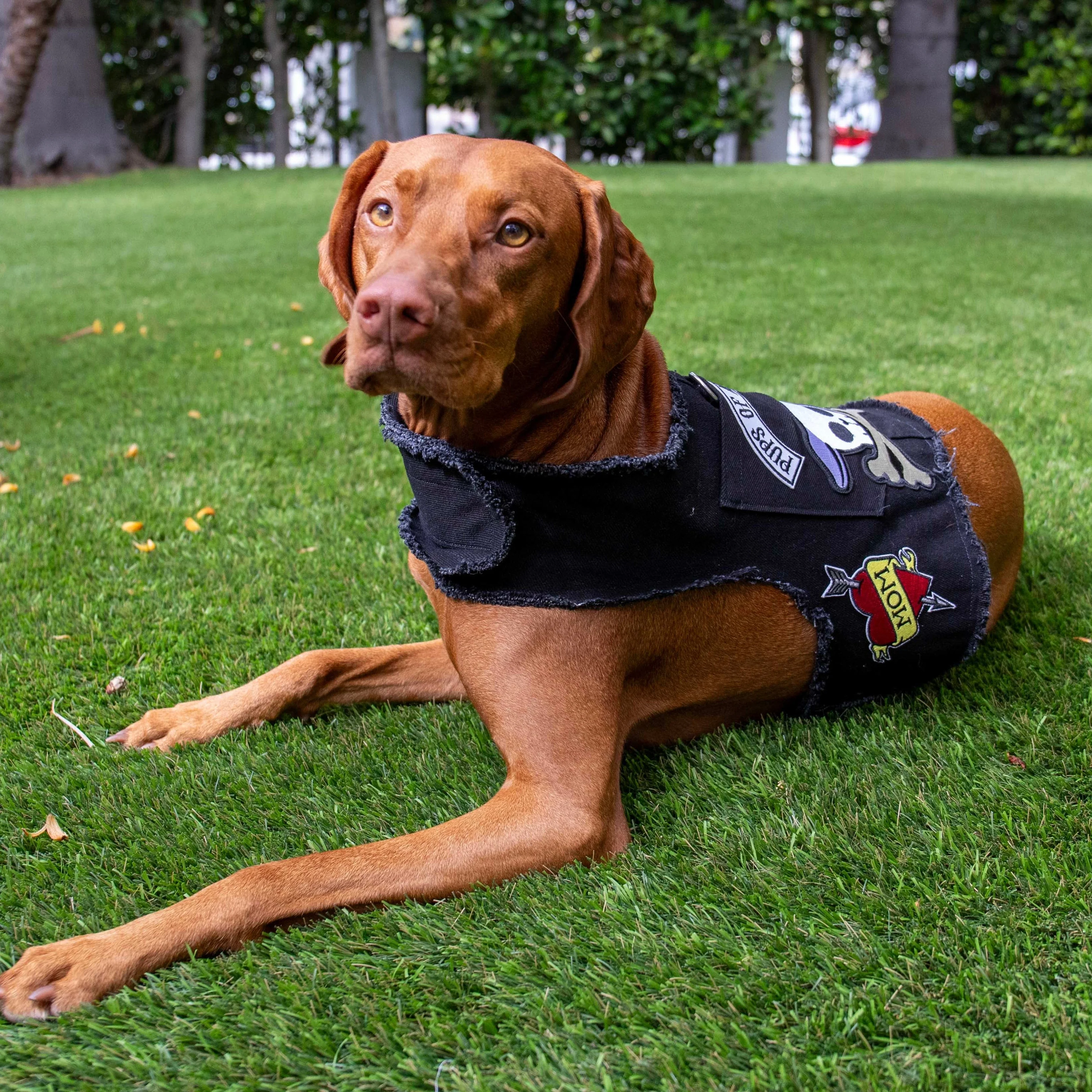 Pups of Anarchy Harness - Image 3