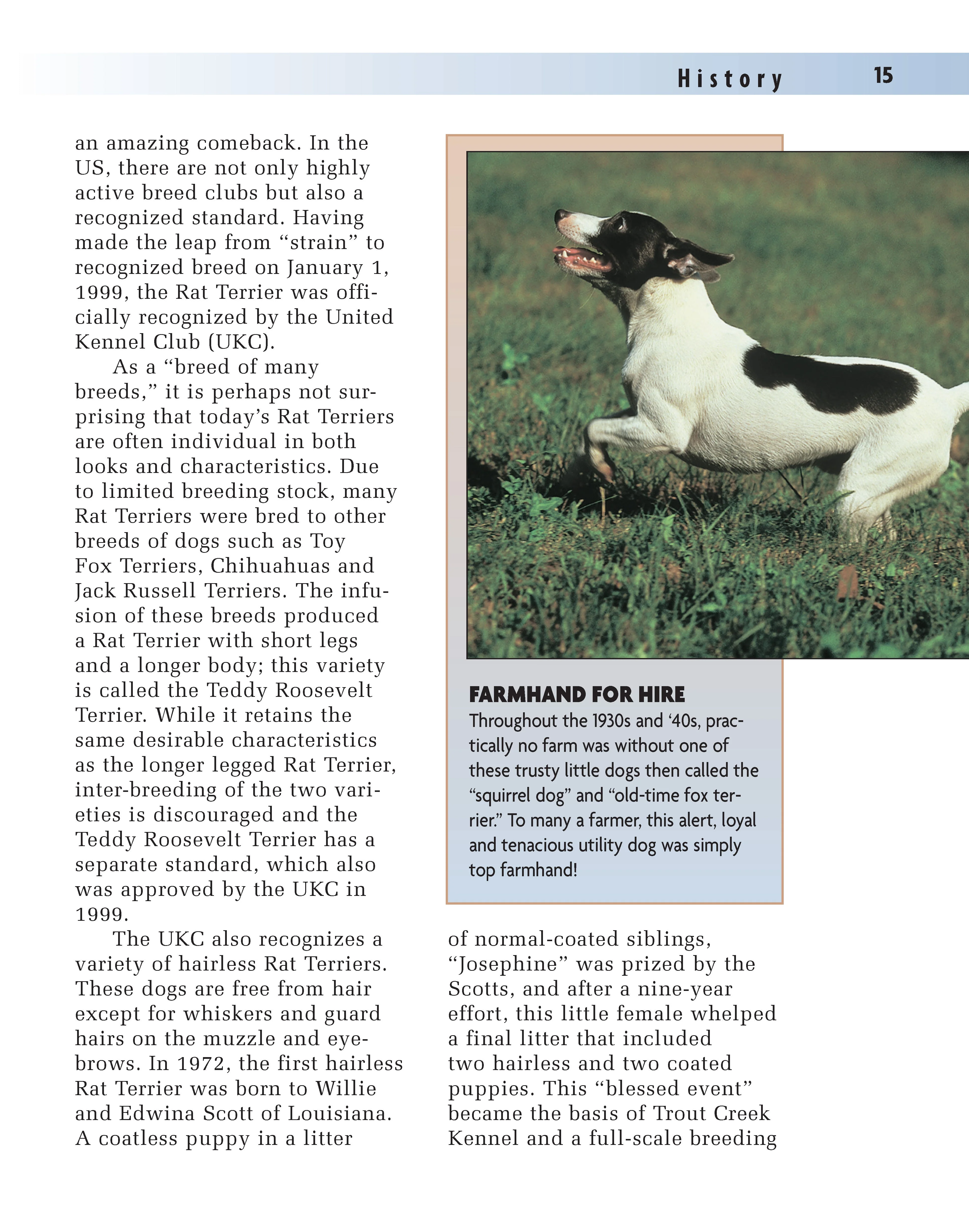 Rat Terrier (PB) - Image 3