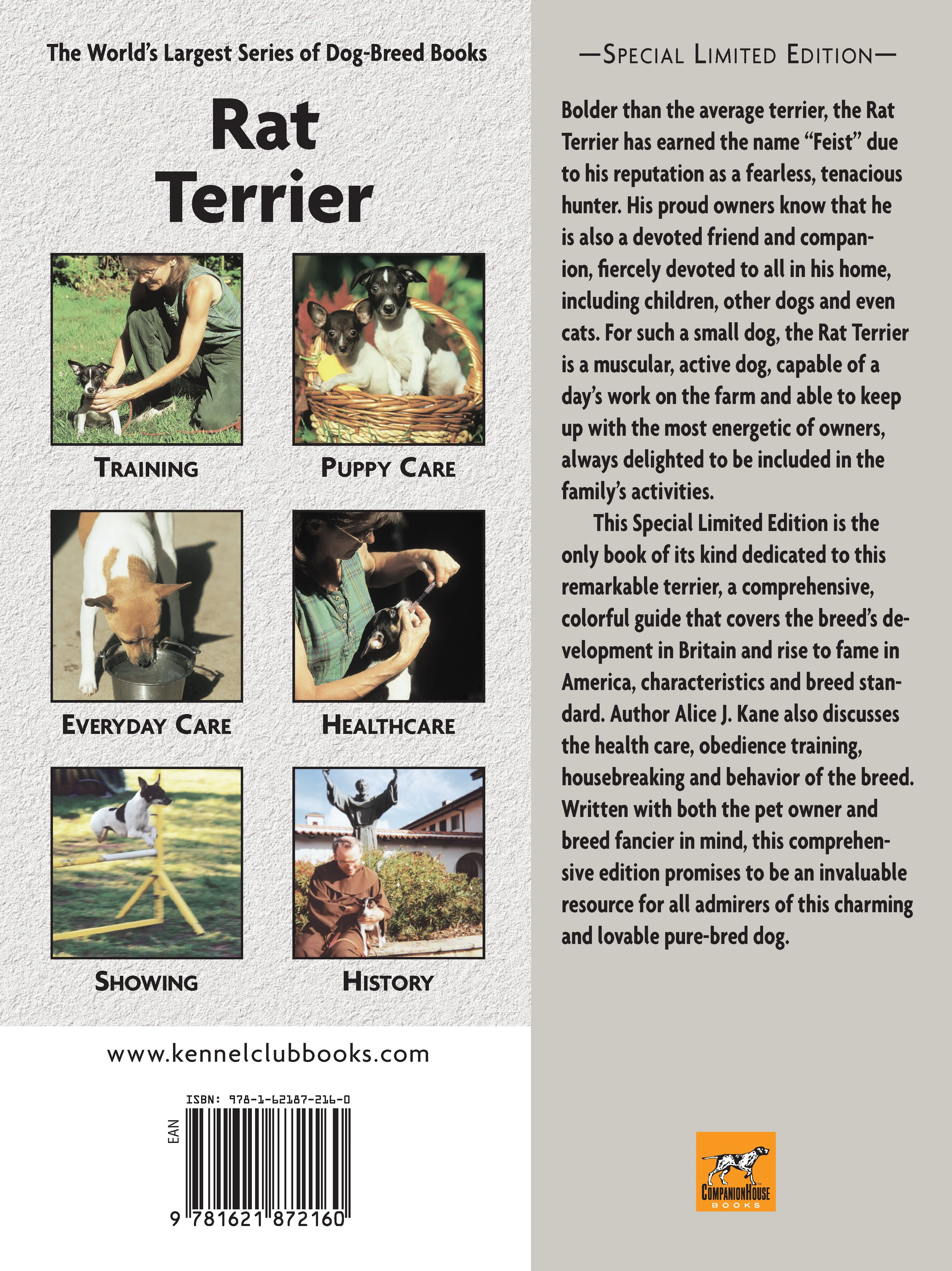 Rat Terrier (PB) - Image 7