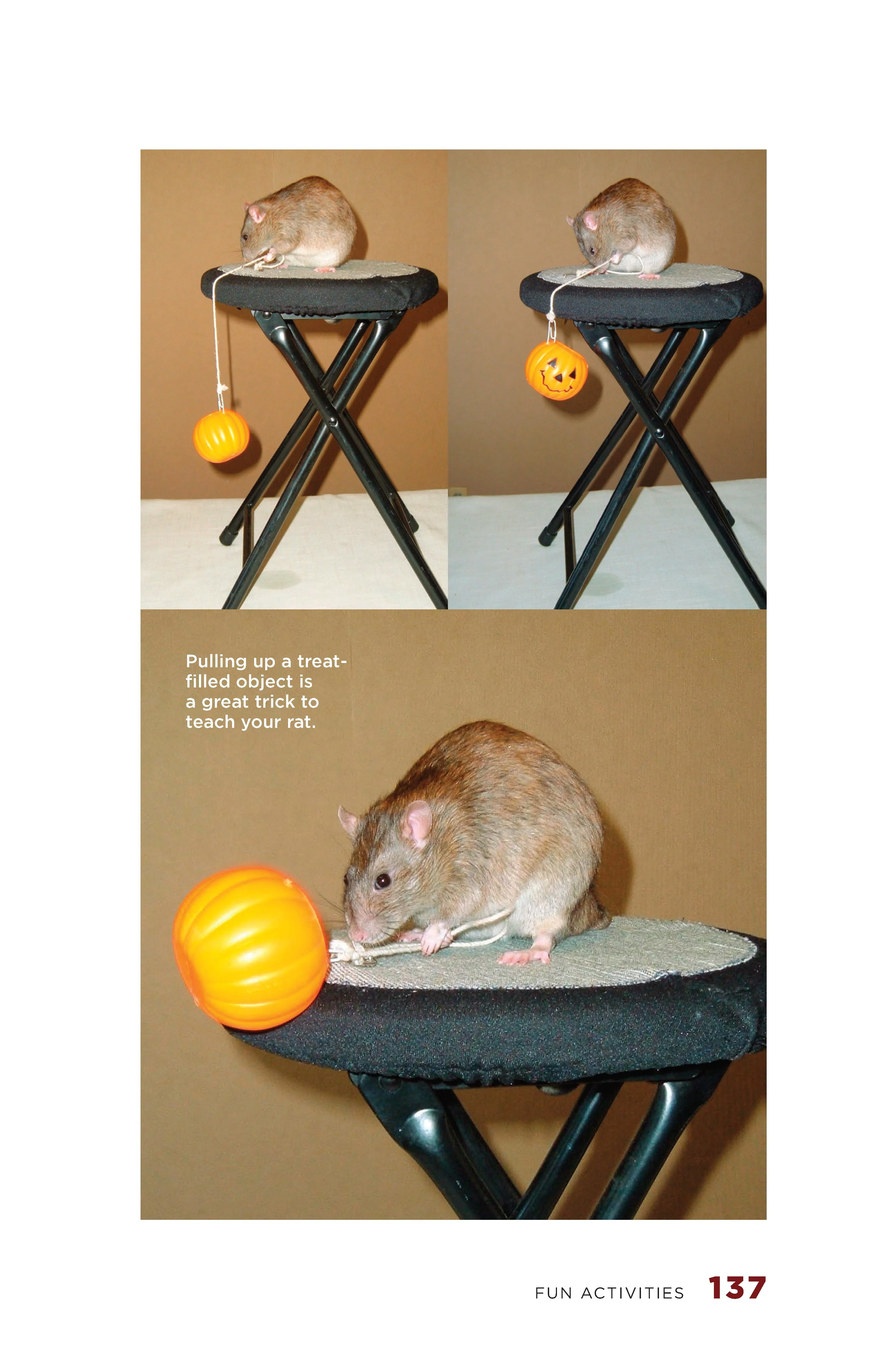 Rats - Image 2