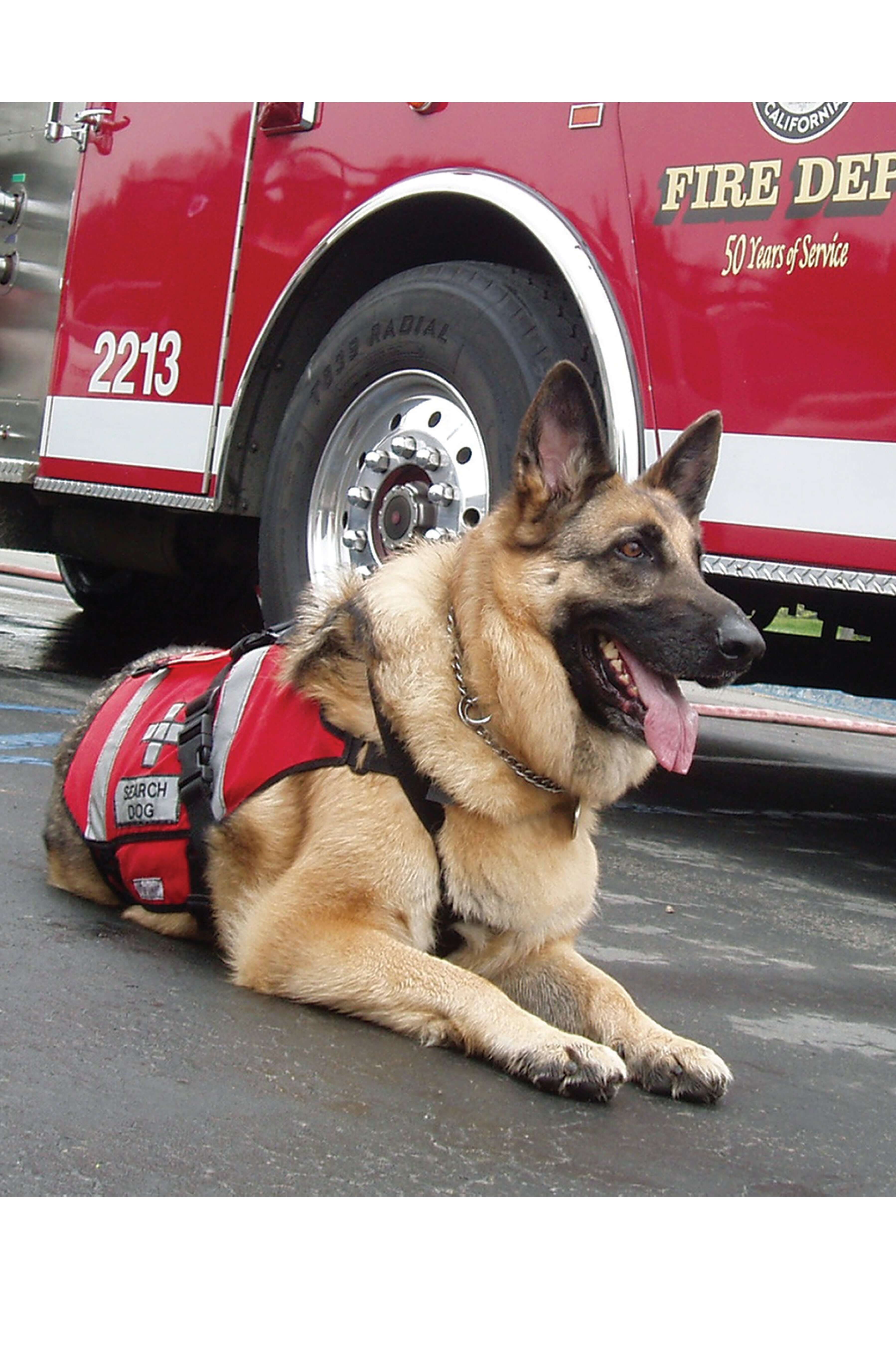 Ready! Training the Search and Rescue Dog - Image 6
