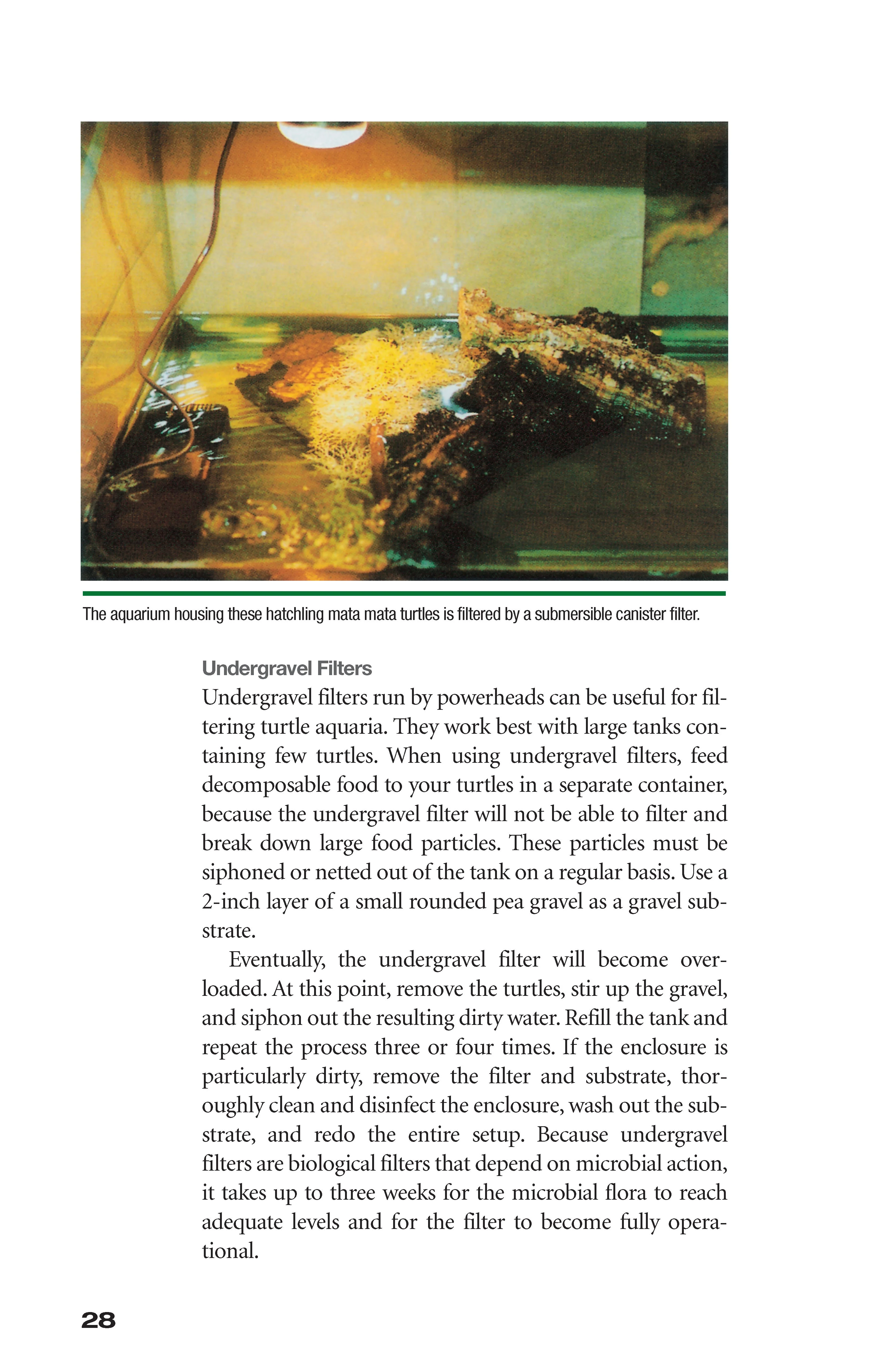 Red-Eared Sliders - Image 3
