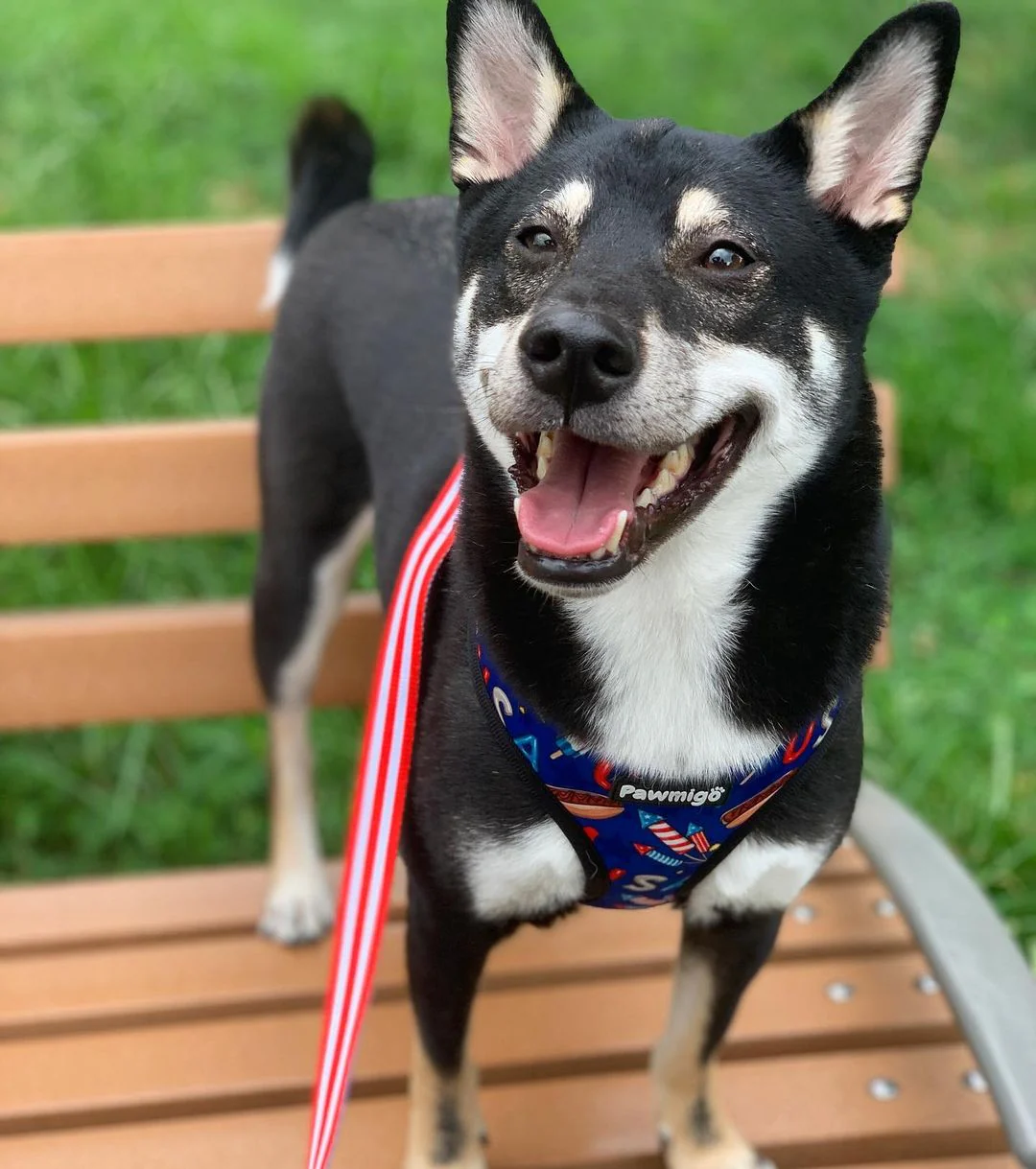 Red, White & Bark Leash Kit - Image 3