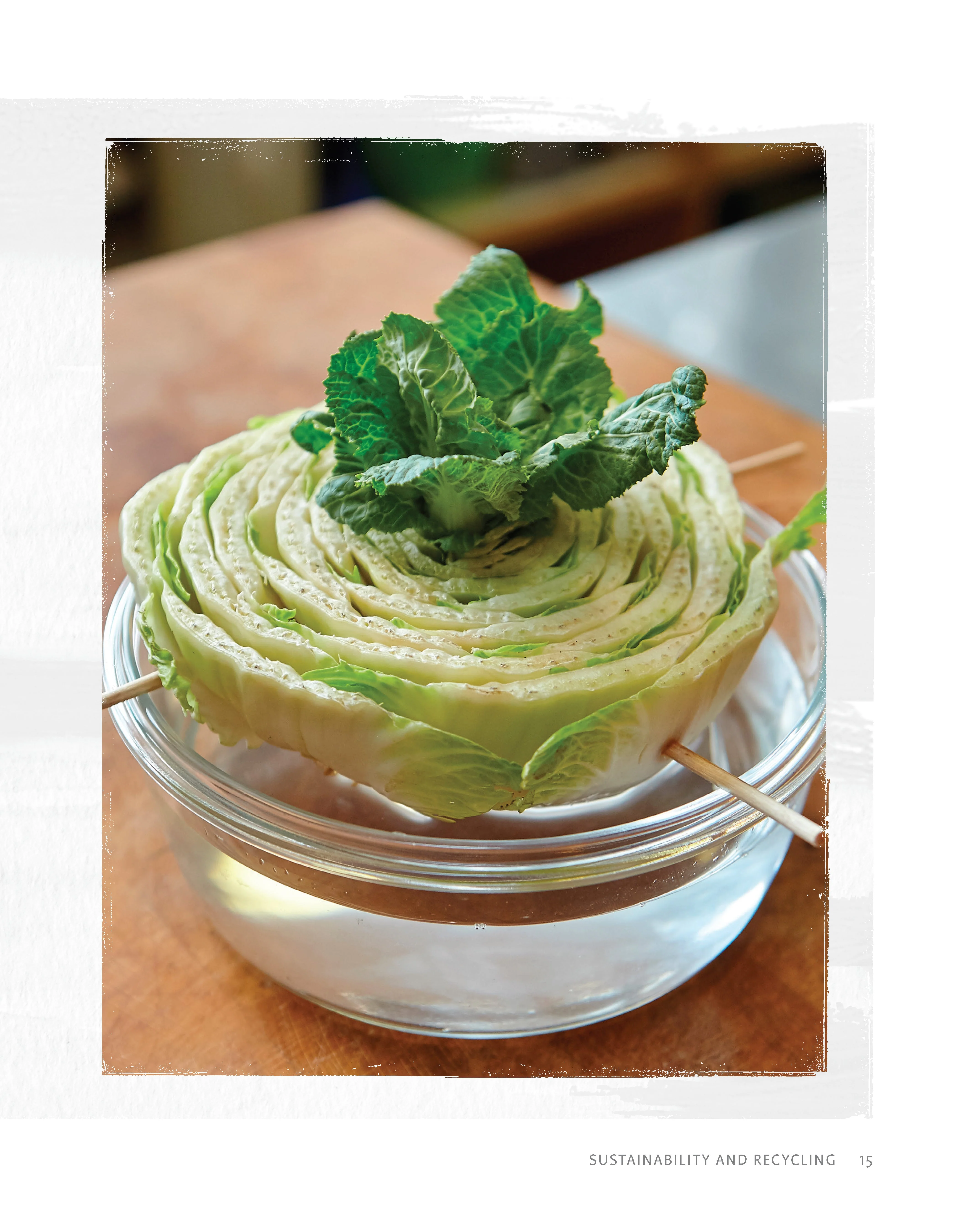 Regrow Your Veggies - Image 2