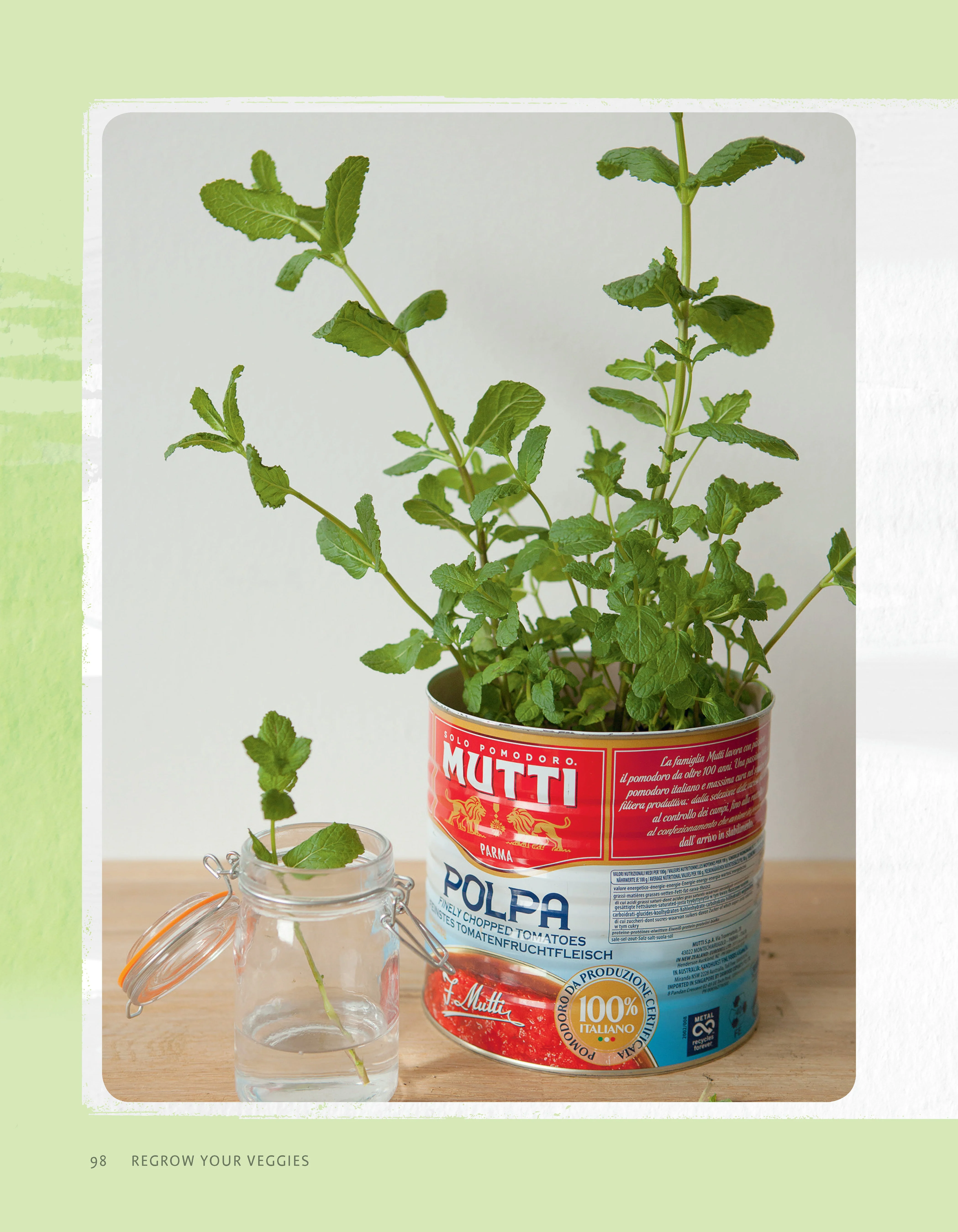 Regrow Your Veggies - Image 6