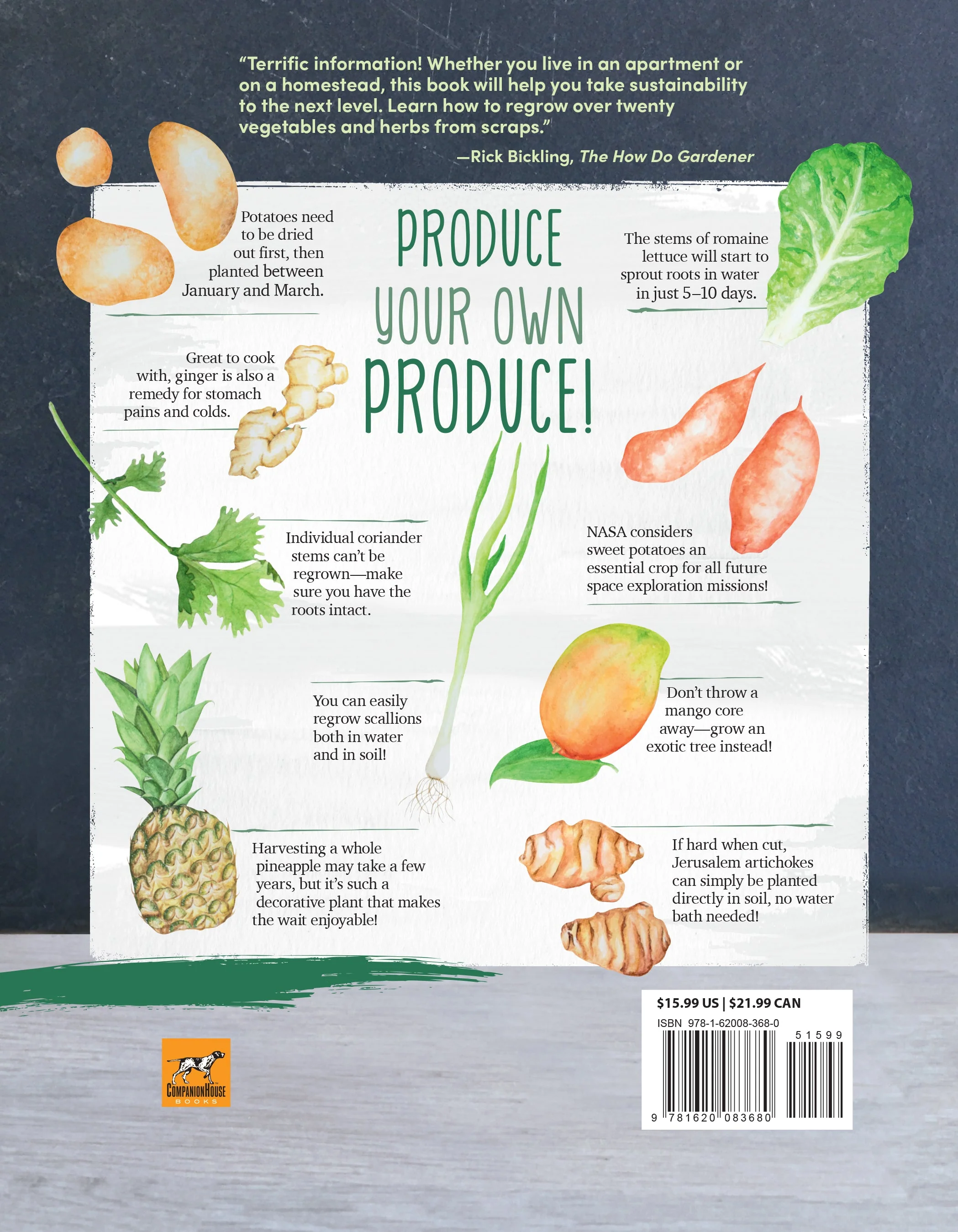 Regrow Your Veggies - Image 8