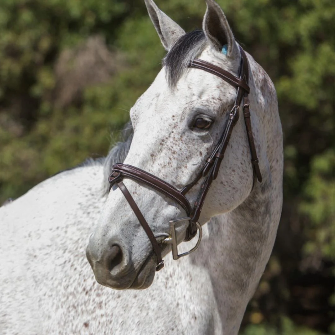 Replacement Noseband of ExionPro Designer Stitched Mono Crown Piece Snaffle Bridle - Image 6