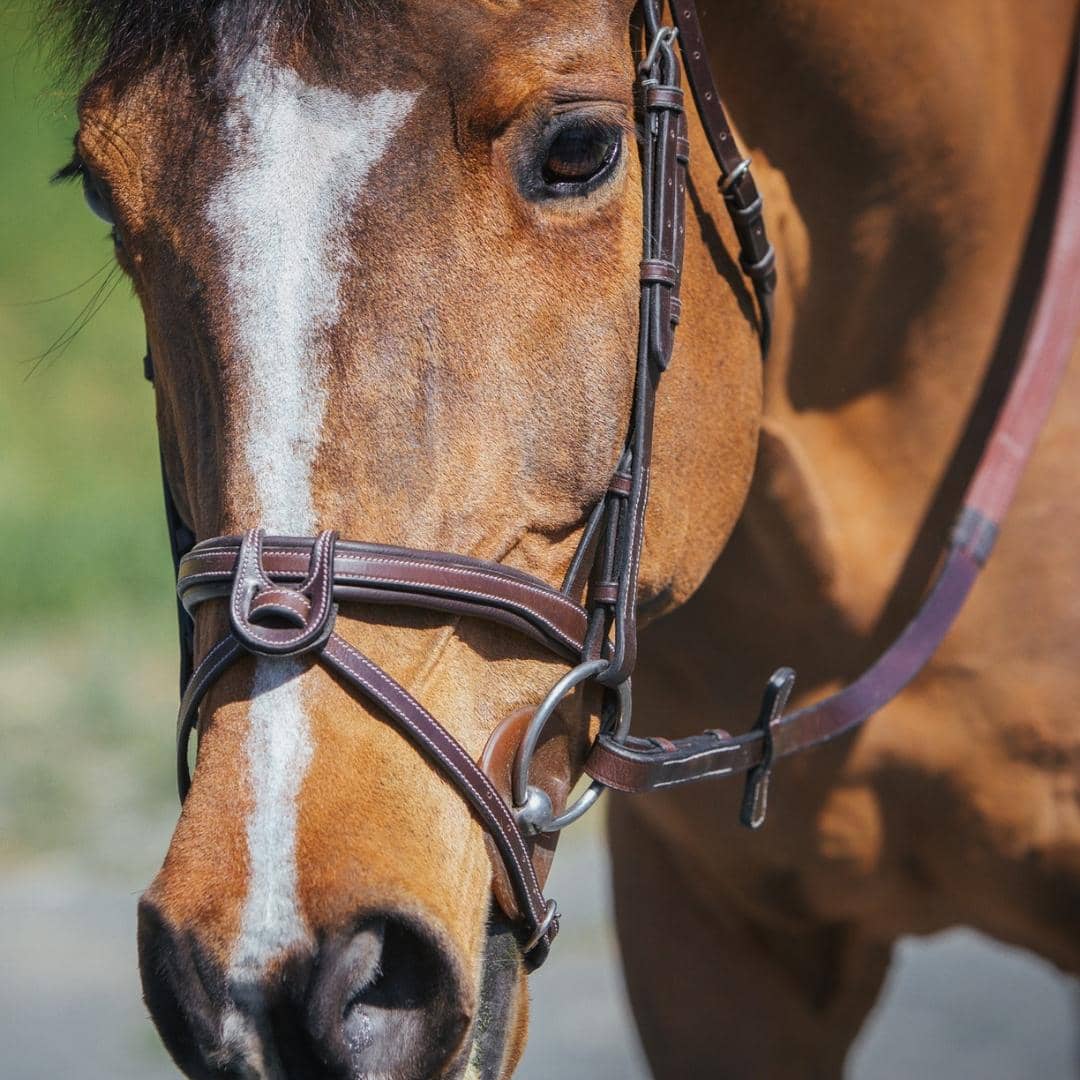 Replacement Noseband of ExionPro Fully Padded Snaffle Bridle with U Shaped Detachable Flash - Image 5