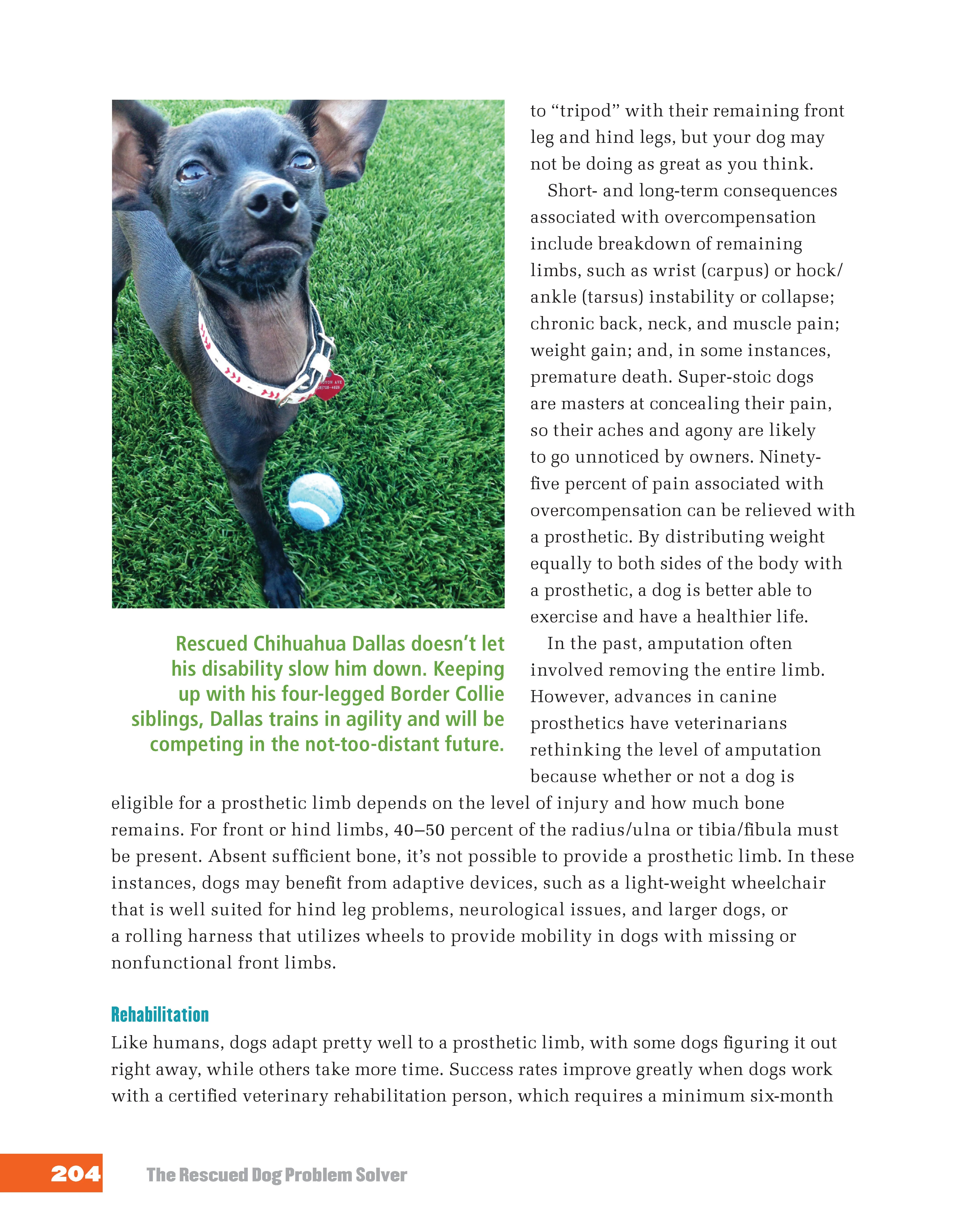 Rescued Dog Problem Solver - Image 6