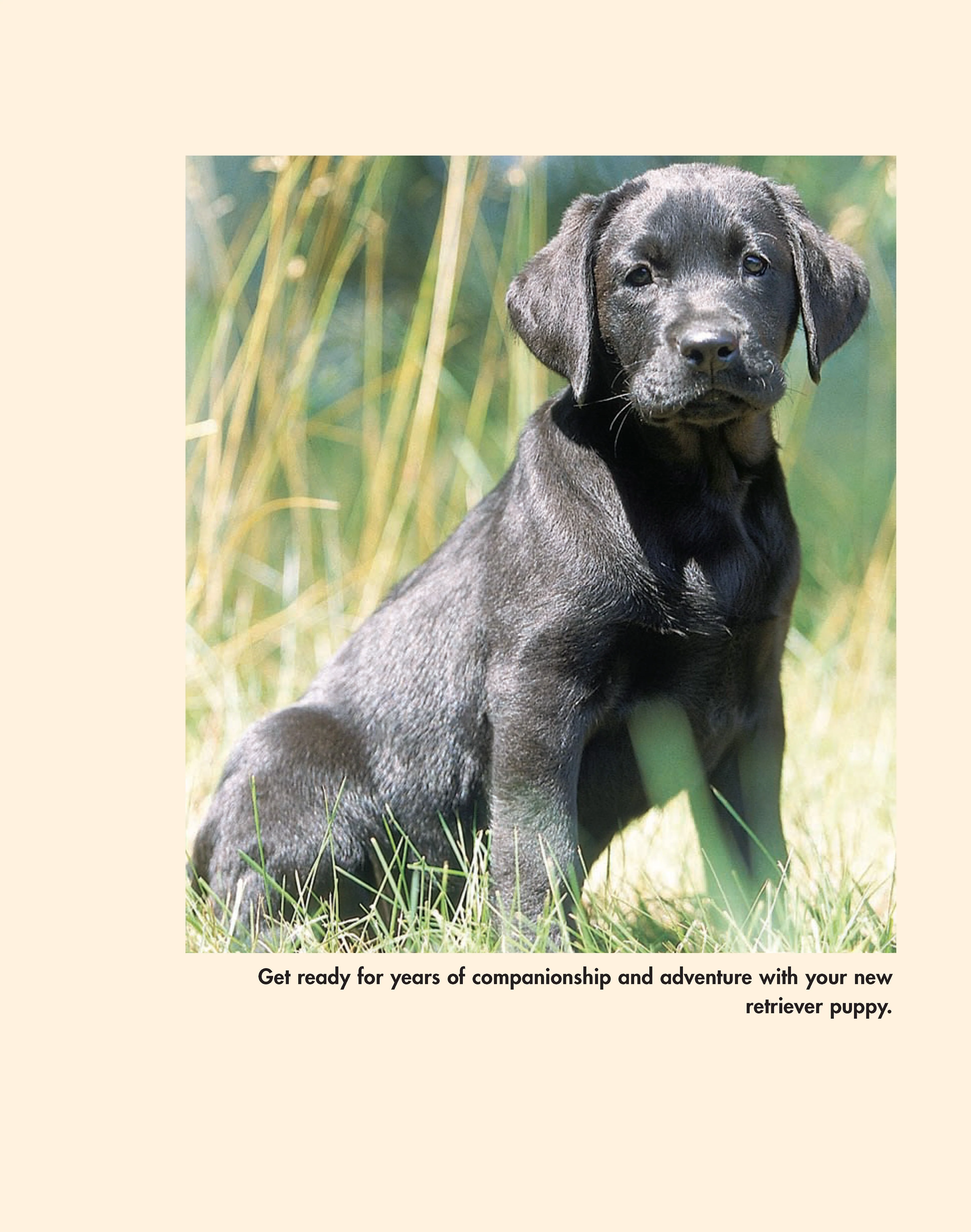 Retriever Madness - Image 2