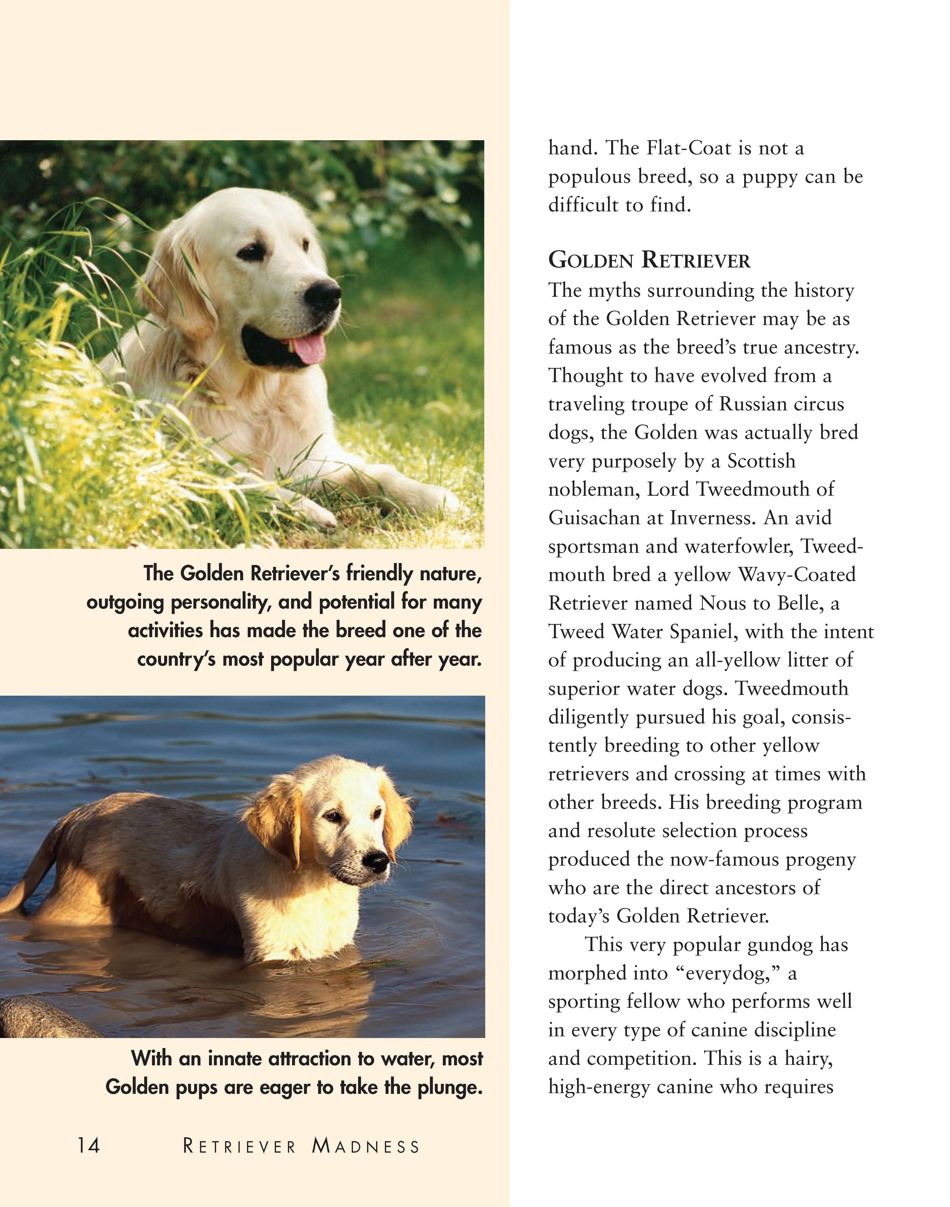Retriever Madness - Image 4